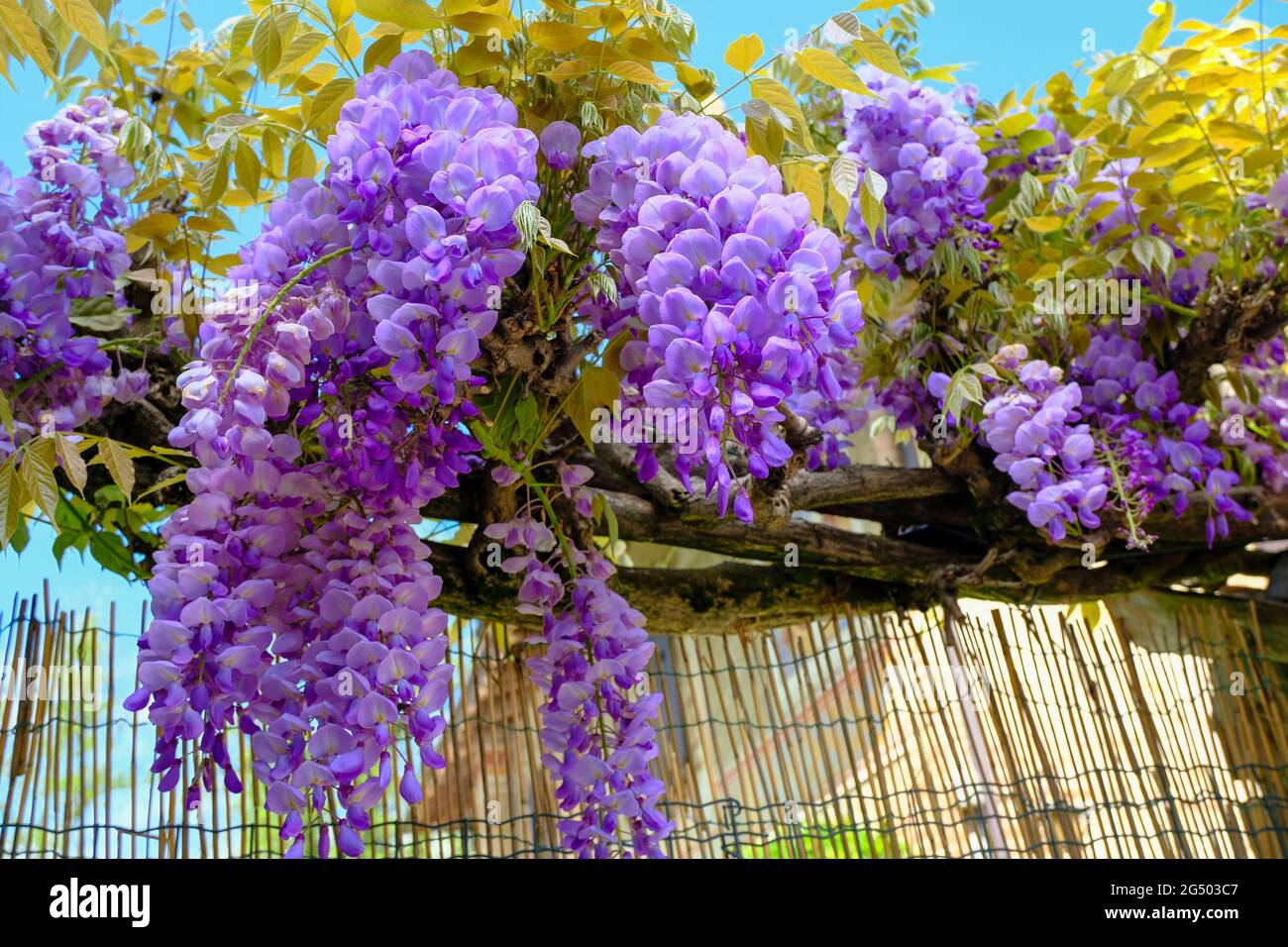 Purple wisteria hires stock photography and images Alamy
