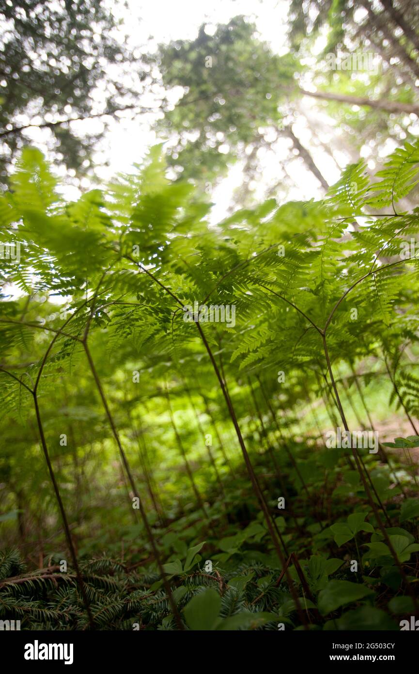 Ferns Along Coastal Trail From Trailhead Cutler Coast Public Land 