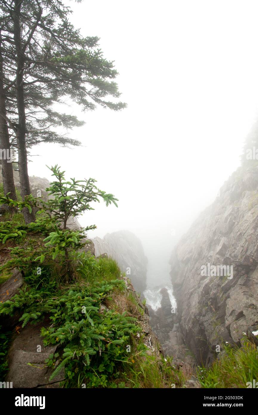 Coastal Trail Overlook, Cutler Coast Public Land, Bold Coast Trail