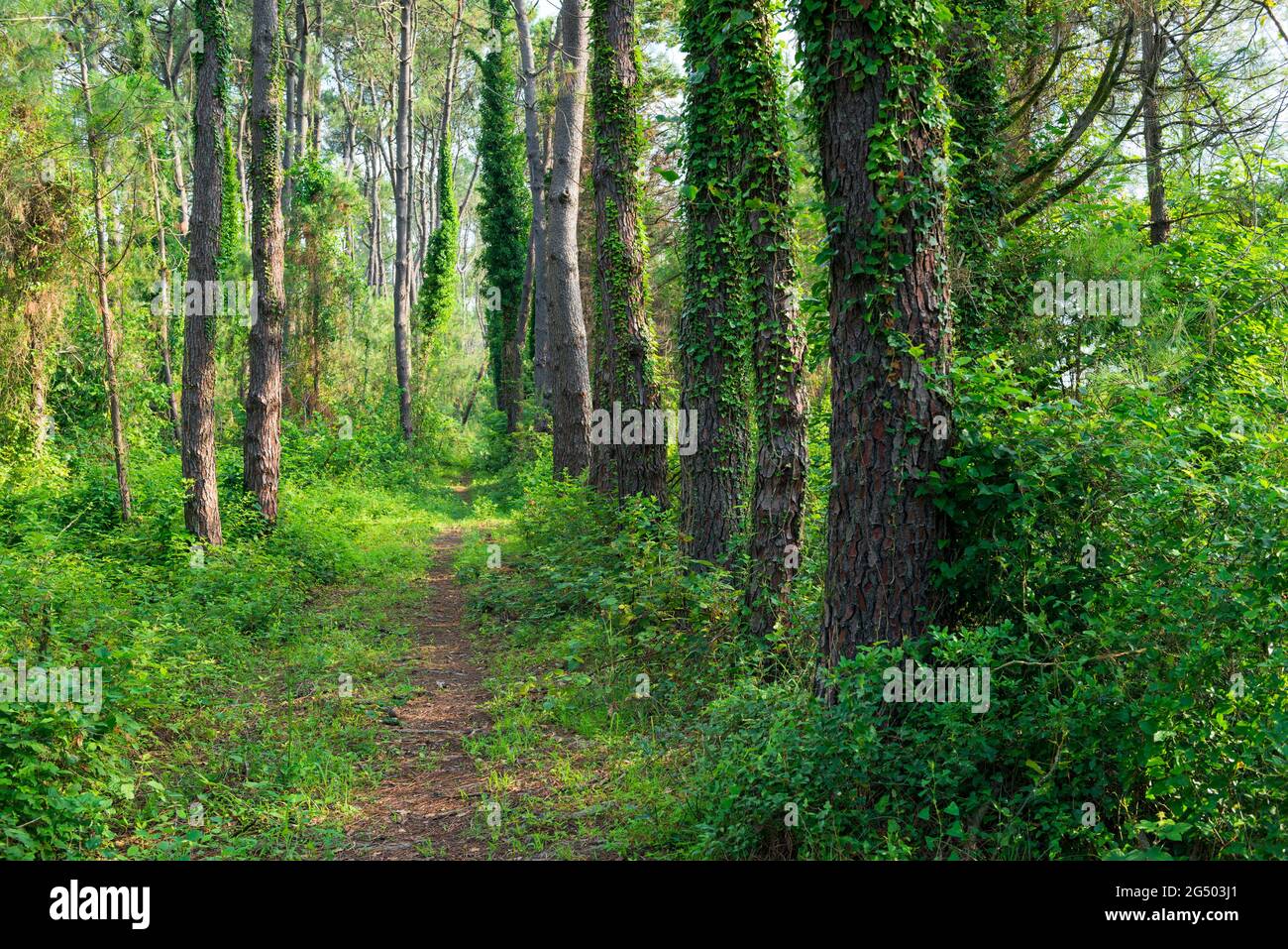 Tree trunks in a mixed forest covered with ivy Stock Photo