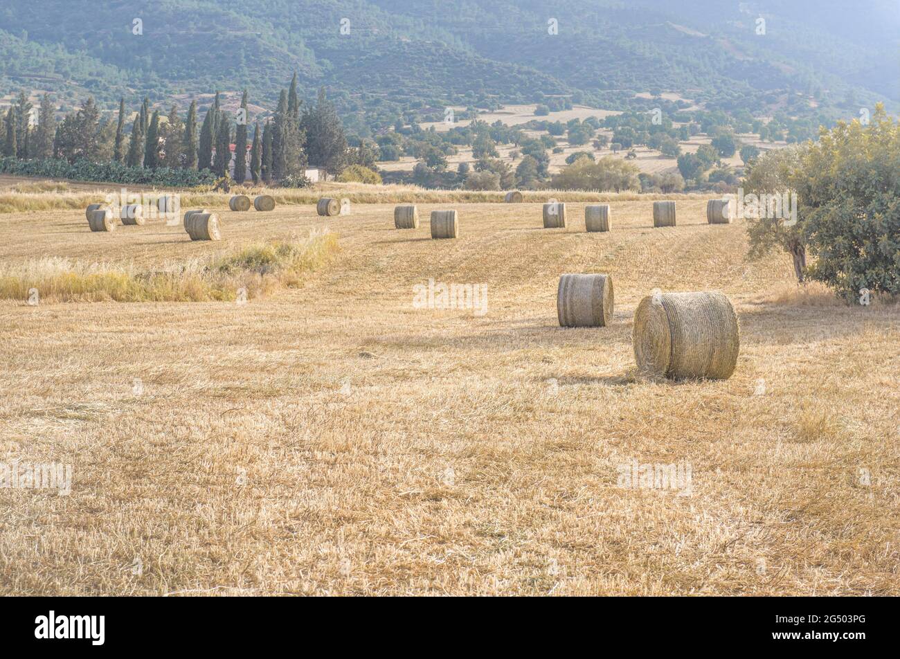 Hay bales in a field of yellow dry grass in Mediterranean landscape ...