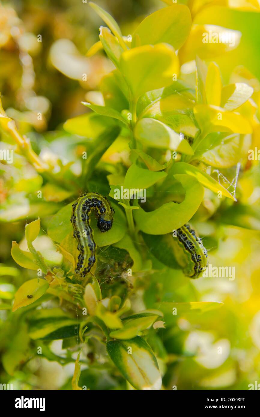 Box tree caterpillar, Cydalima perspectalis Bracknell, England, UK Stock Photo