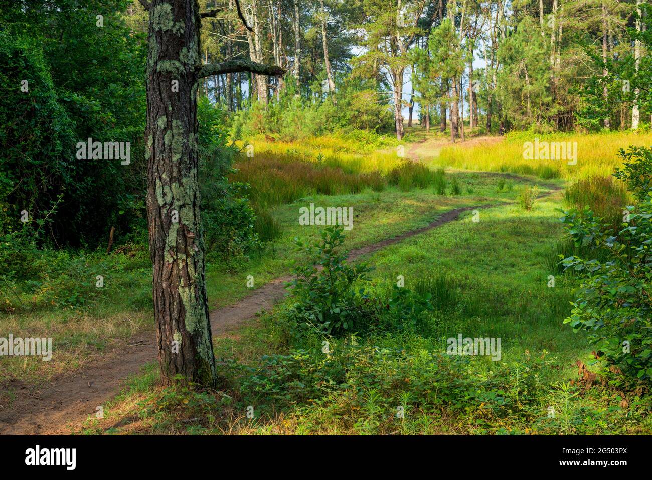 Forest path sunlight scene. Deep forest trail view. Forest trail landscape. Stock Photo