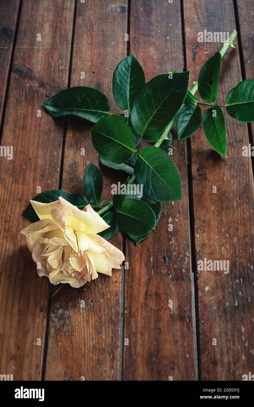 Hybrid Tea Rose, cut garden flower Stock Photo - Alamy