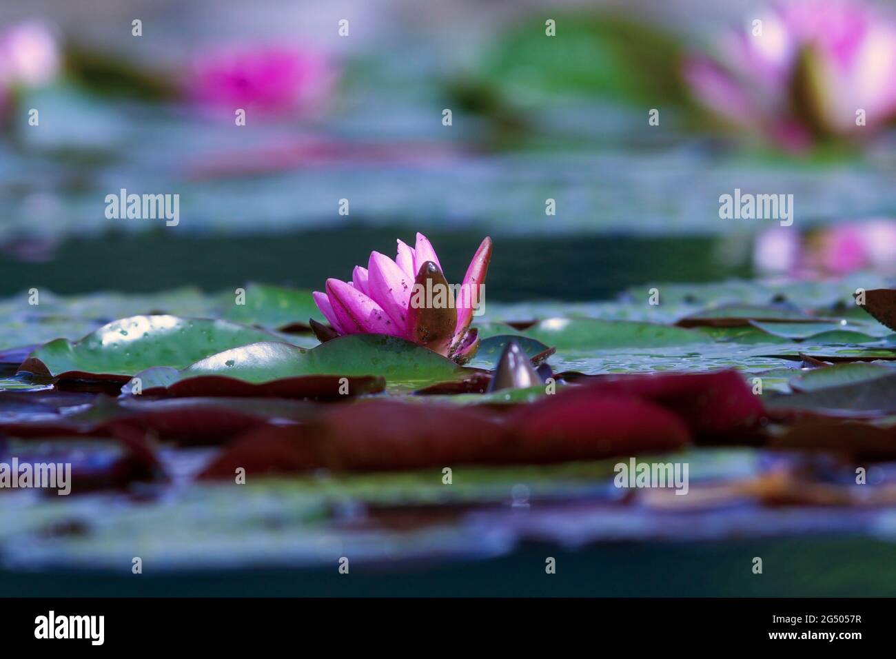 colorful water lilly in full bloom, beautiful pink plant on pond surface Stock Photo