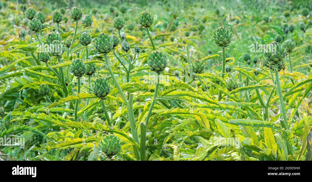 Artichoke plants growing in a field Stock Photo