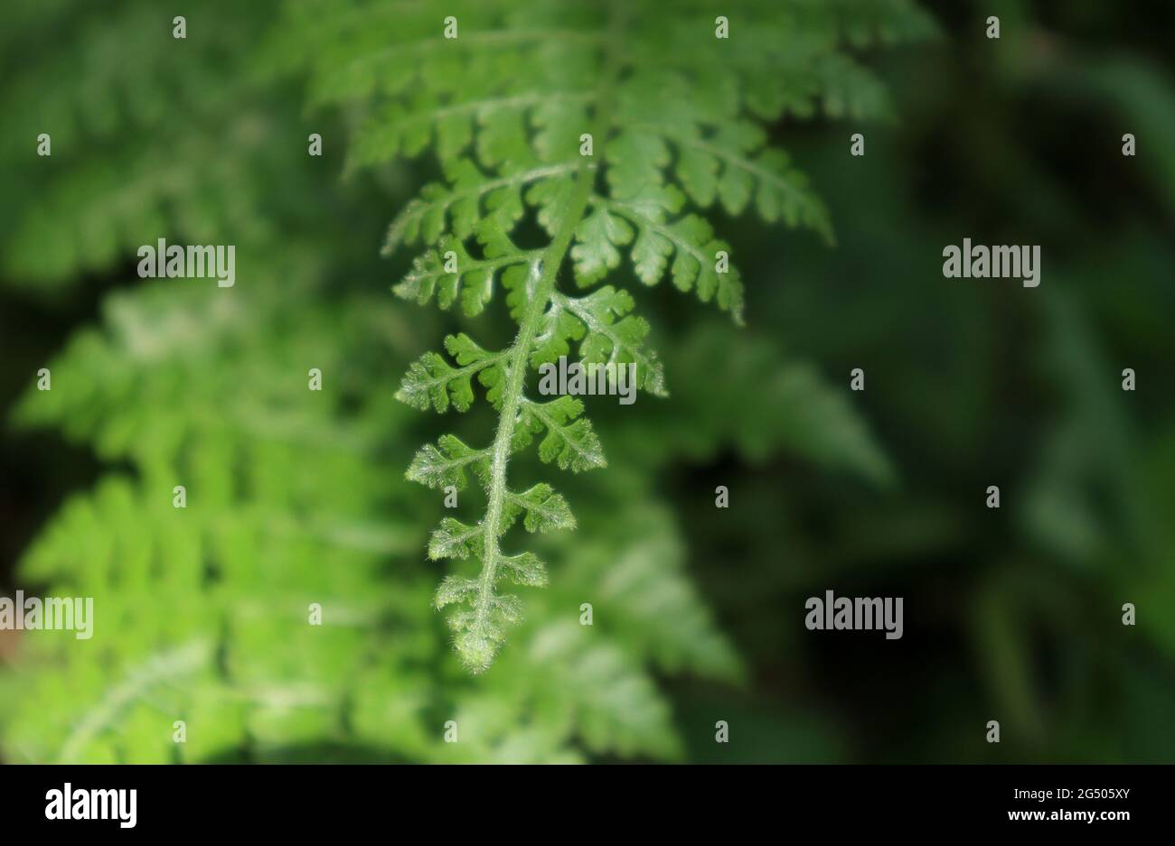 The tip of a hairy fern leaf with divided branches, sunlight hits on hairs and shinning Stock Photo