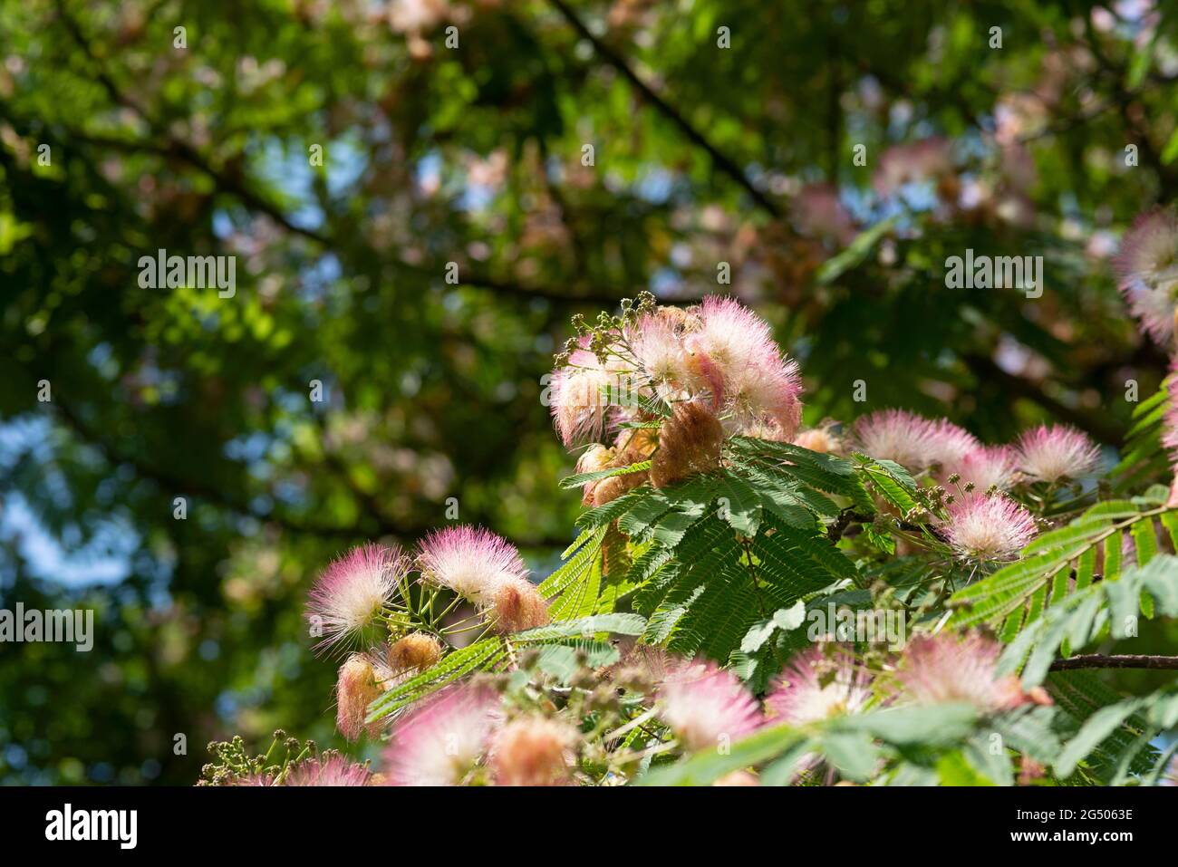 Italy, Lombardy, Pink Flowers of Albizia Julibrissin, Persian Silk Tree Stock Photo