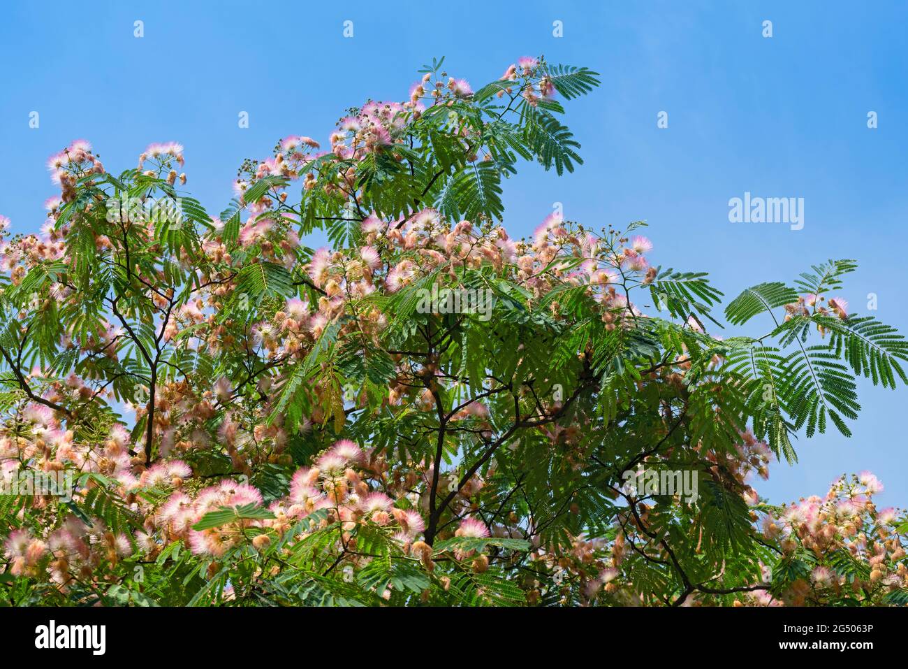 Italy Lombardy Pink Flowers Of Albizia Julibrissin Persian Silk Tree Stock Photo Alamy