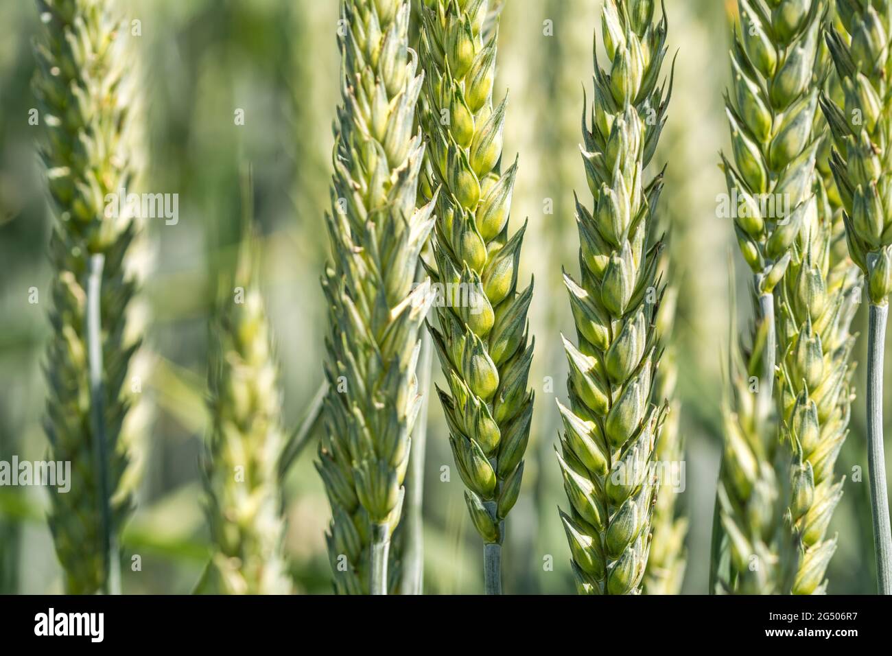 Closeup macro shot of young grain ears on a wheat field in spring Stock Photo