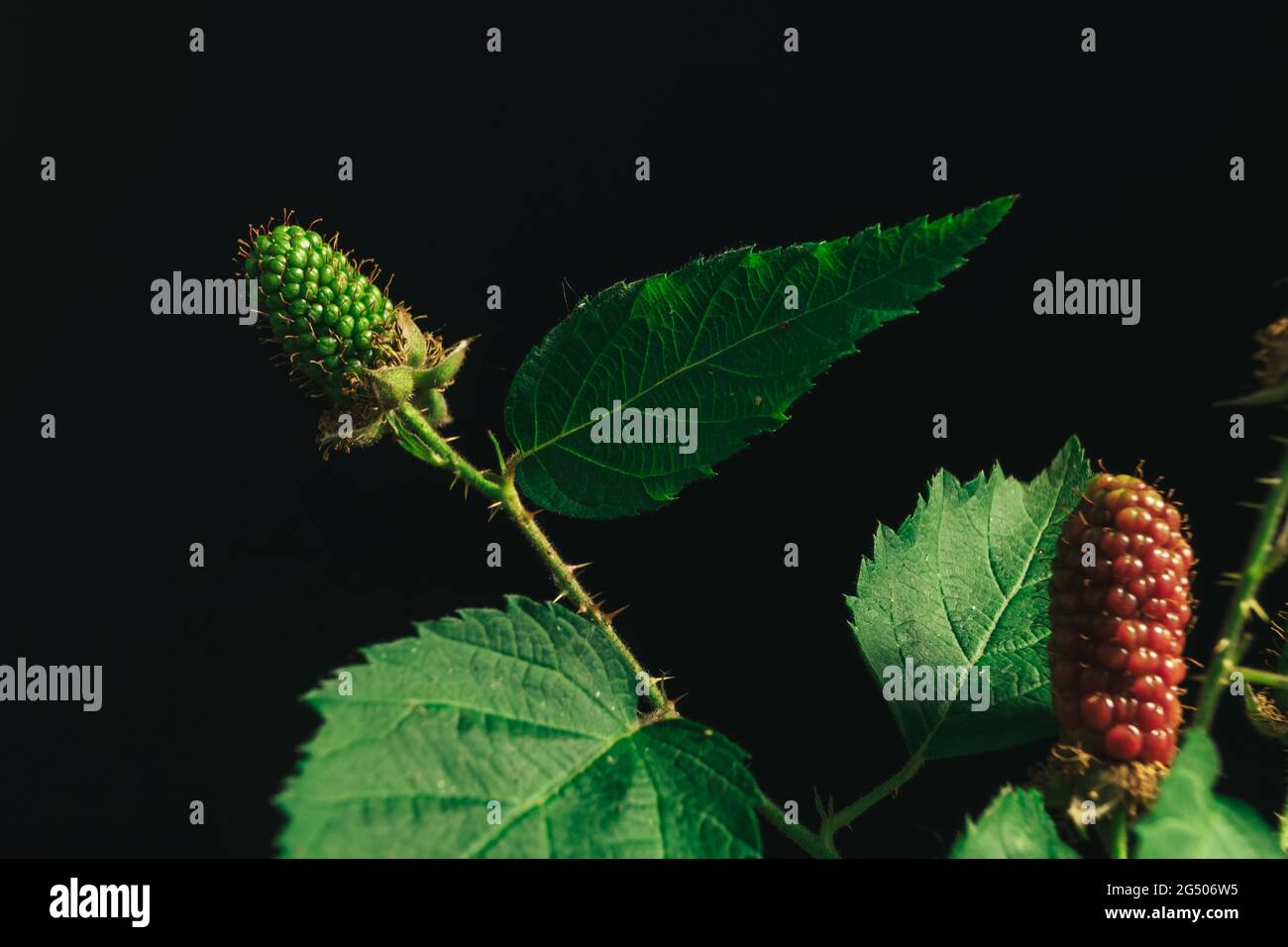 Close up of beautiful Blackberry early large-fruited (Karaka Black) on a blackberry bush, on a black background. Macro photography view. Stock Photo