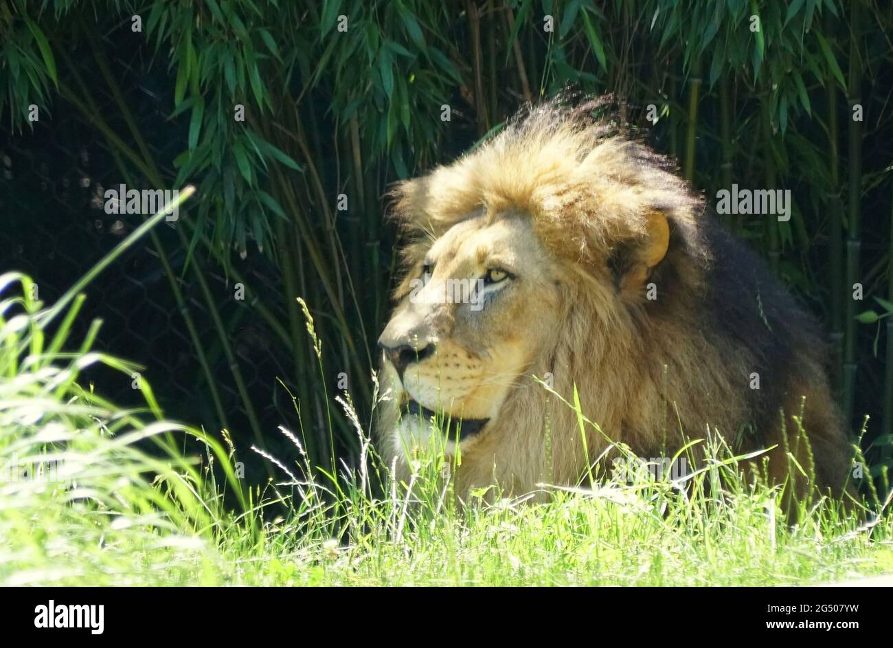 Male lion sitting hi-res stock photography and images - Alamy
