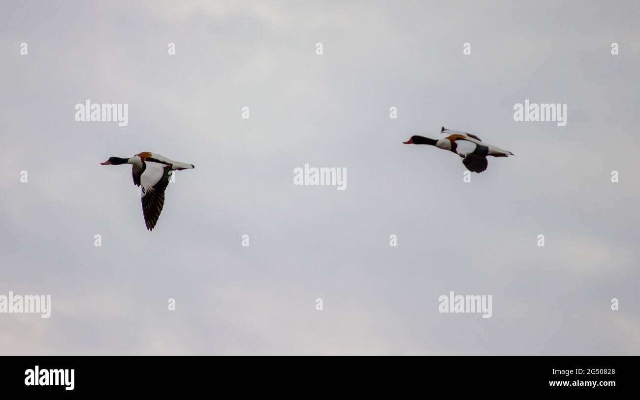 Common shelducks in flight nature hi-res stock photography and images ...