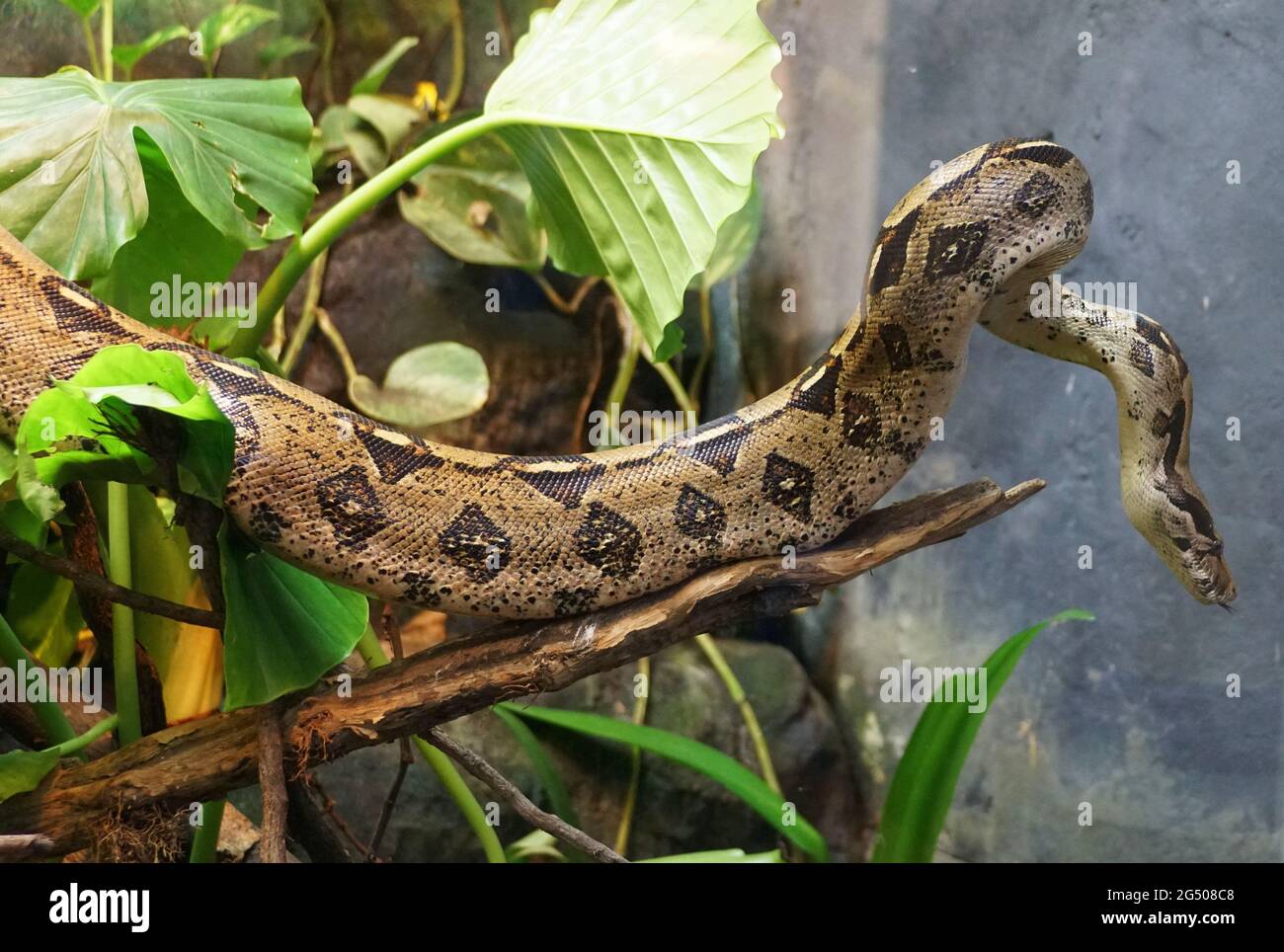 Beautiful patterns of a Boa Constrictor, a large snake from Central and