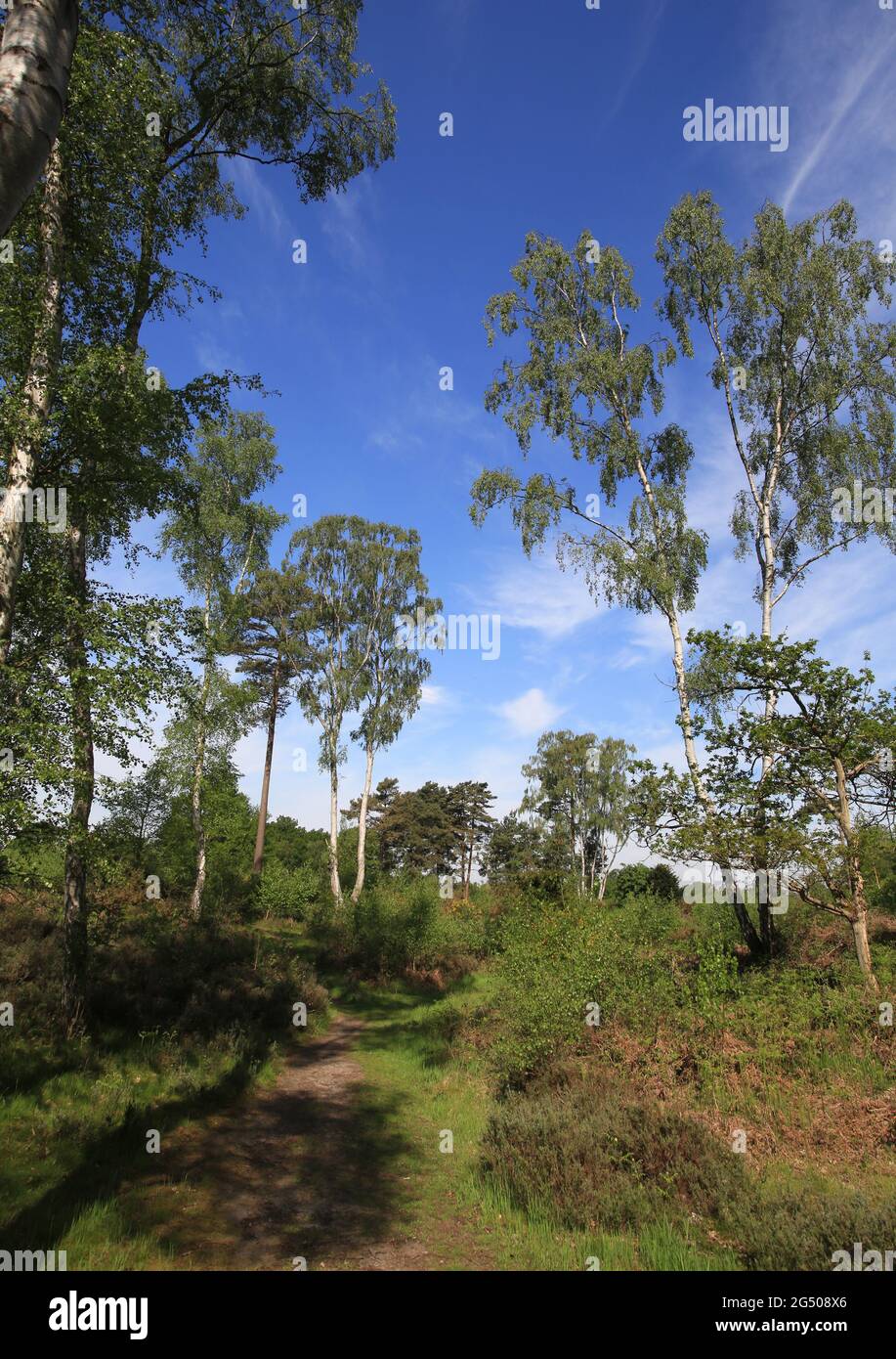 Heathland at the Rifle range nature reserve near Bewdley ...