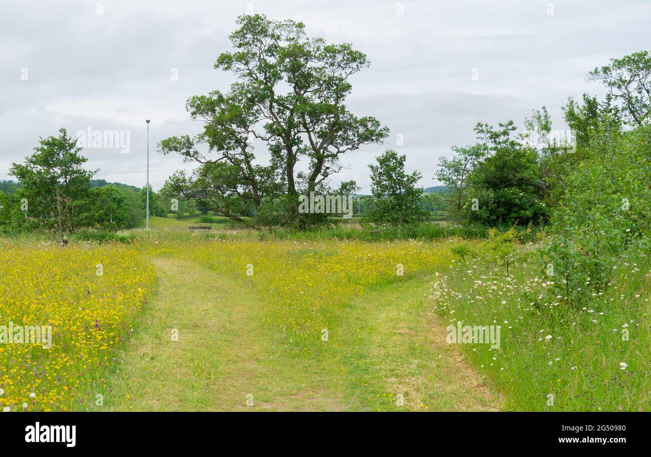 Path mown through wildflowers on a roadside verge , Northumberland, UK