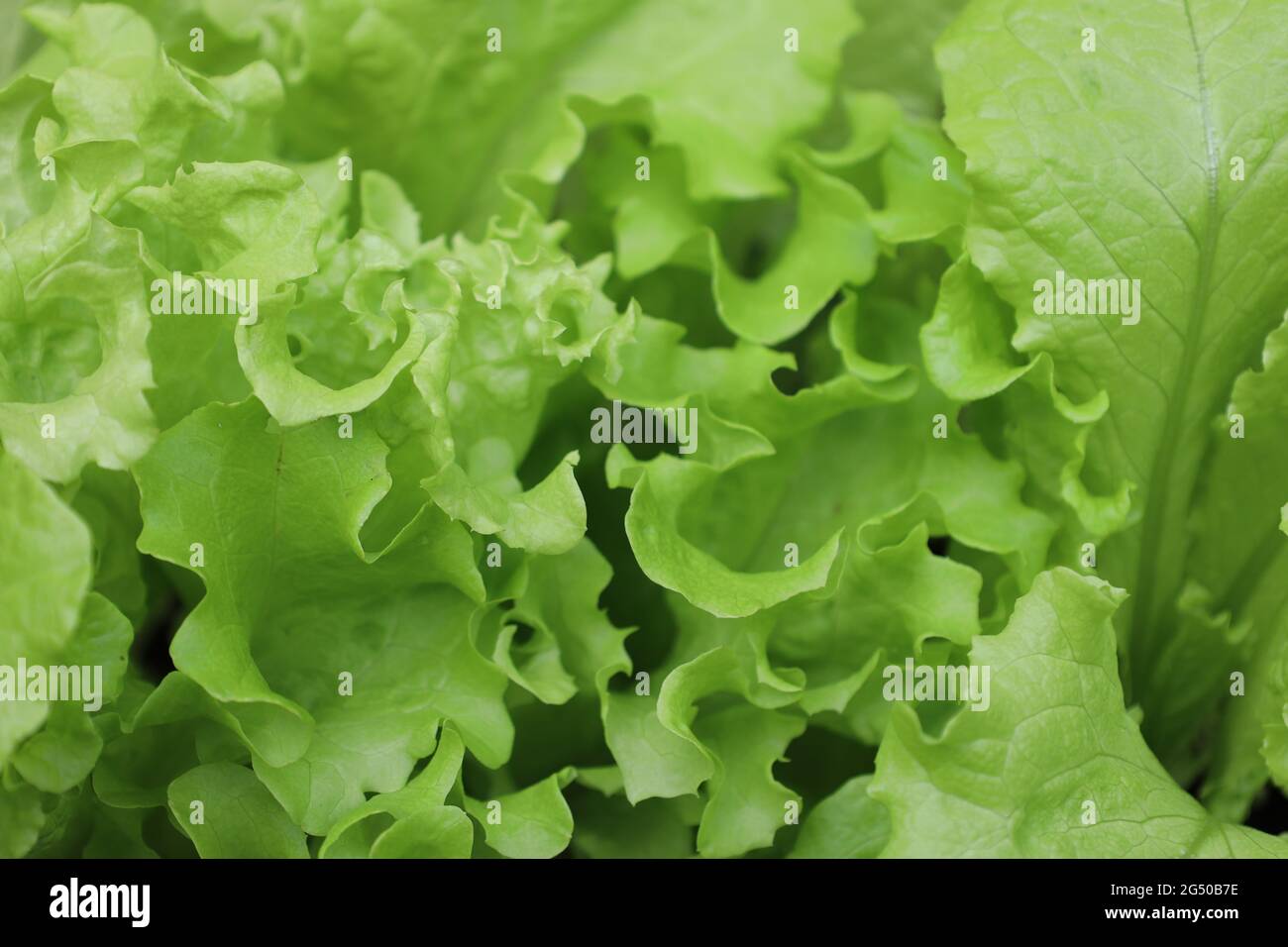 Bonn Germany June 2021 young plucking lettuce green oak leaf as image-filling close-up Stock Photo