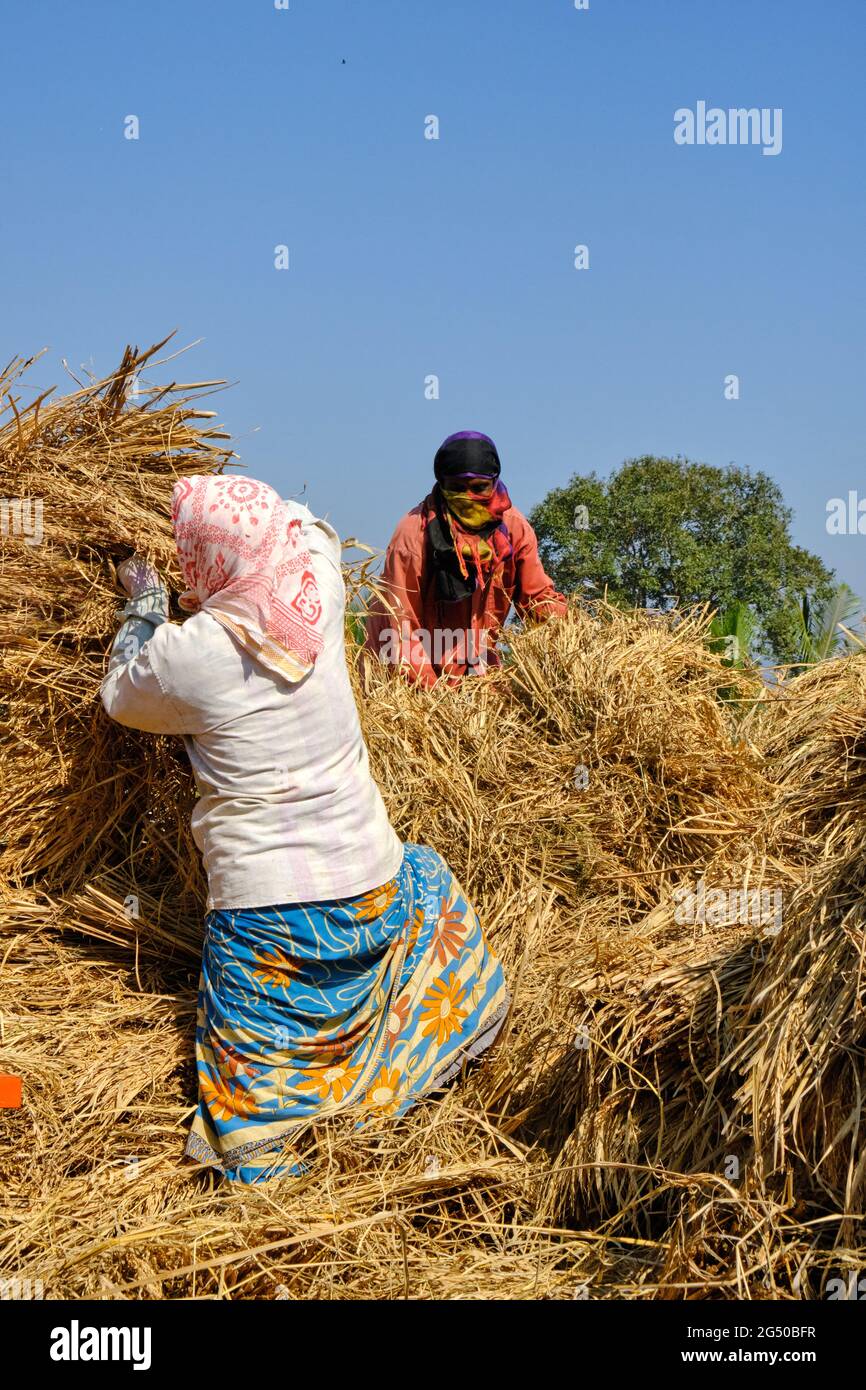 09 December 2020, An indian woman Farmer collecting bundles of wheat stalk, Bhor, Maharashtra, India Stock Photo