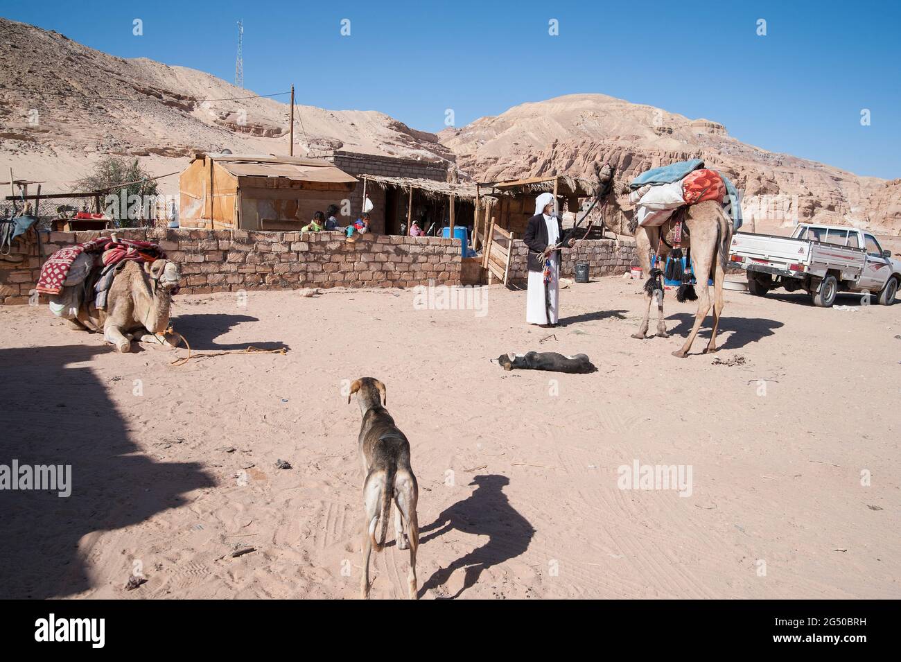 EGYPT, SINAI: Together with Bedouin Soliman Al Ashrab from the Mzaina tribe, 2 camels and 2 dogs did I walk for four days through the desert close to Stock Photo