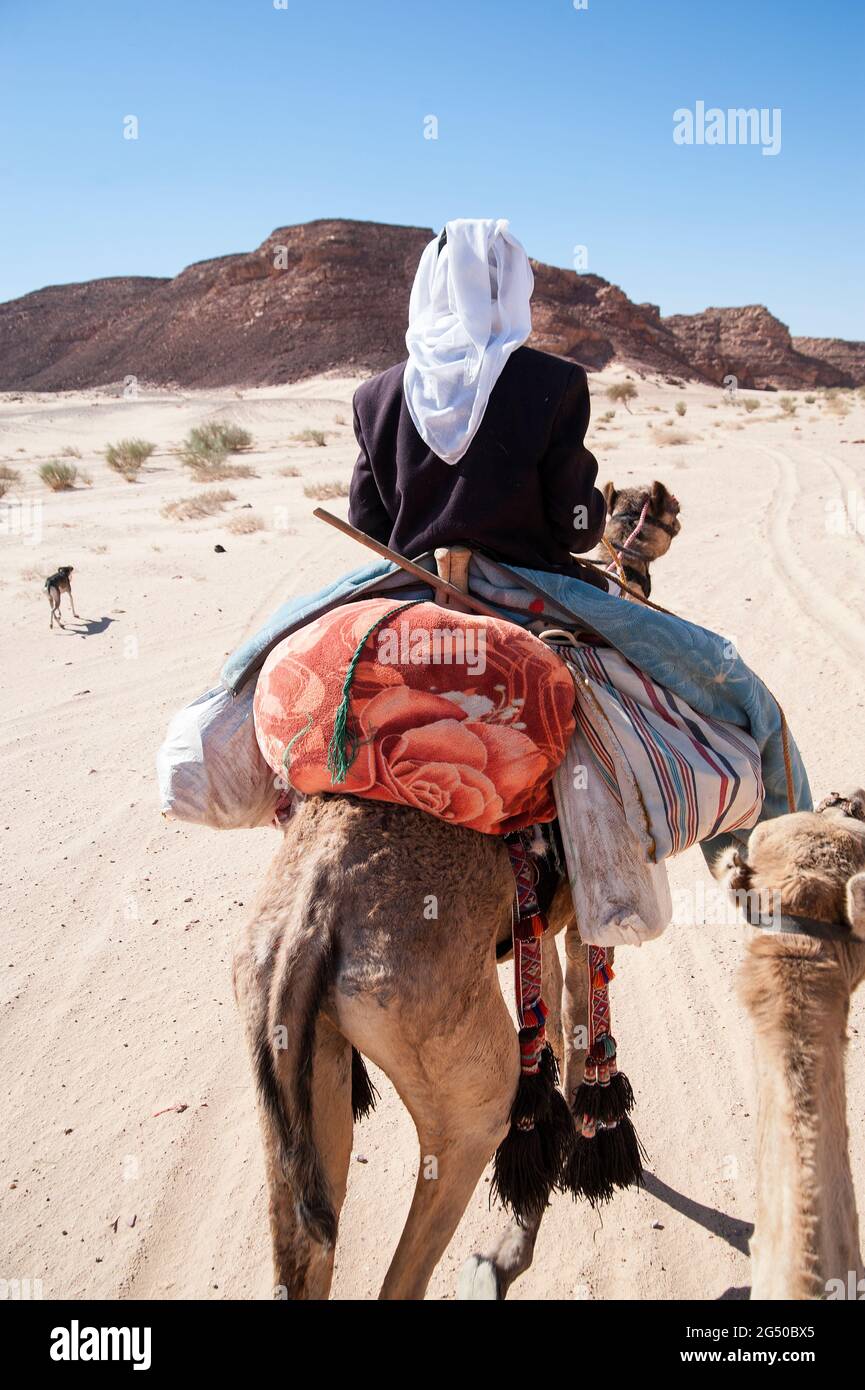 EGYPT, SINAI: Together with Bedouin Soliman Al Ashrab from the Mzaina tribe, 2 camels and 2 dogs did I walk for four days through the desert close to Stock Photo