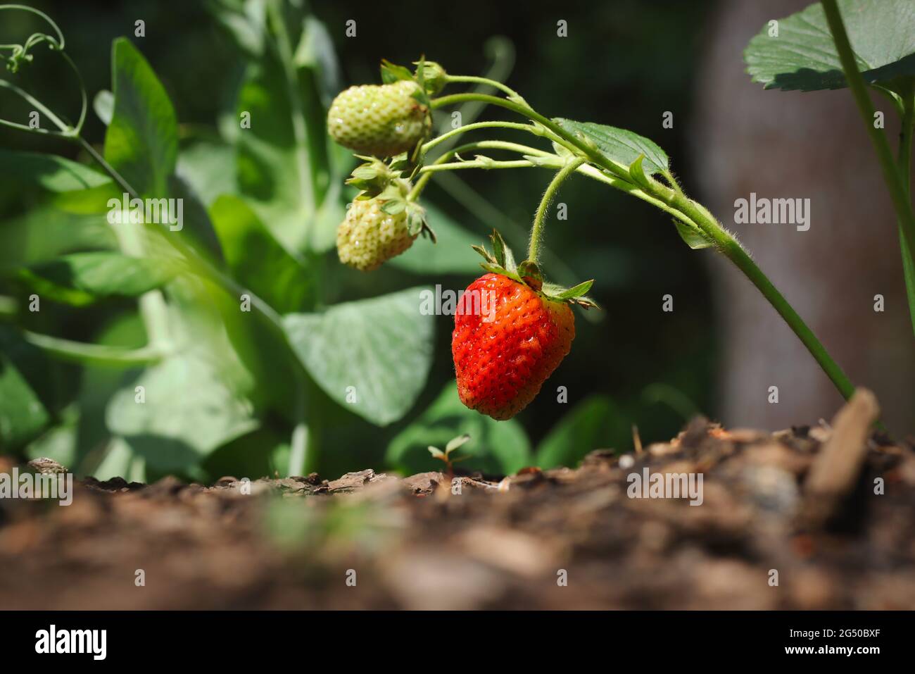 Red Strawberry Plant Growing in Garden. Growth of Ripe Fragaria Outside during Sunny Day. Stock Photo