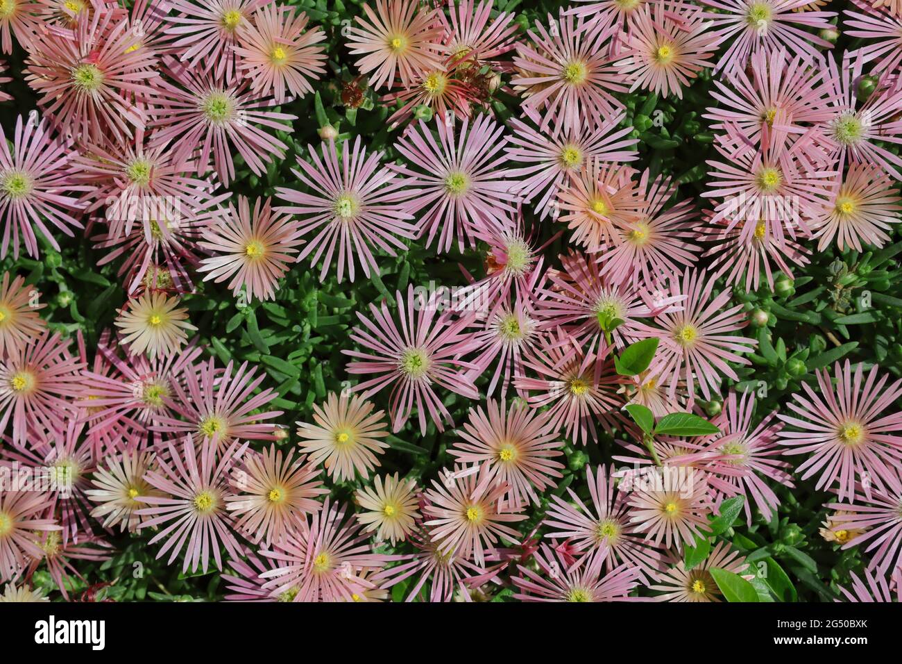 Top-Down of Pink Delosperma Cooperi Plant. Ice Plant also called Hardy Iceplant, Trailing Iceplant or Pink Carpet. Stock Photo