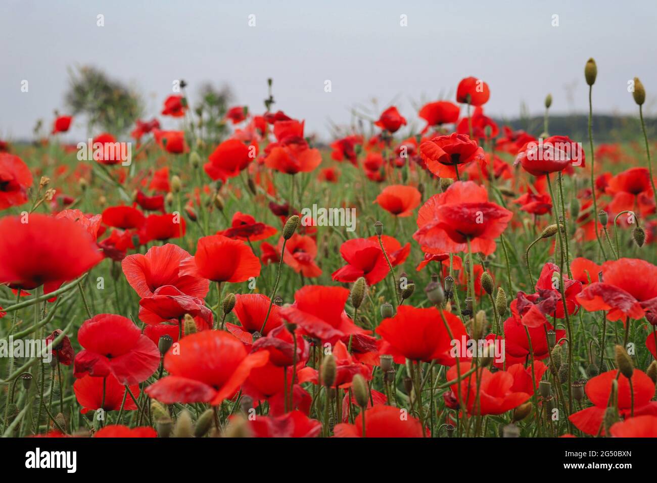 Field of Red Poppy in Nature. Papaver Rhoeas also knows as Common Poppy or Corn Rose is an Annual Herbaceous species of Flowering Plant. Stock Photo