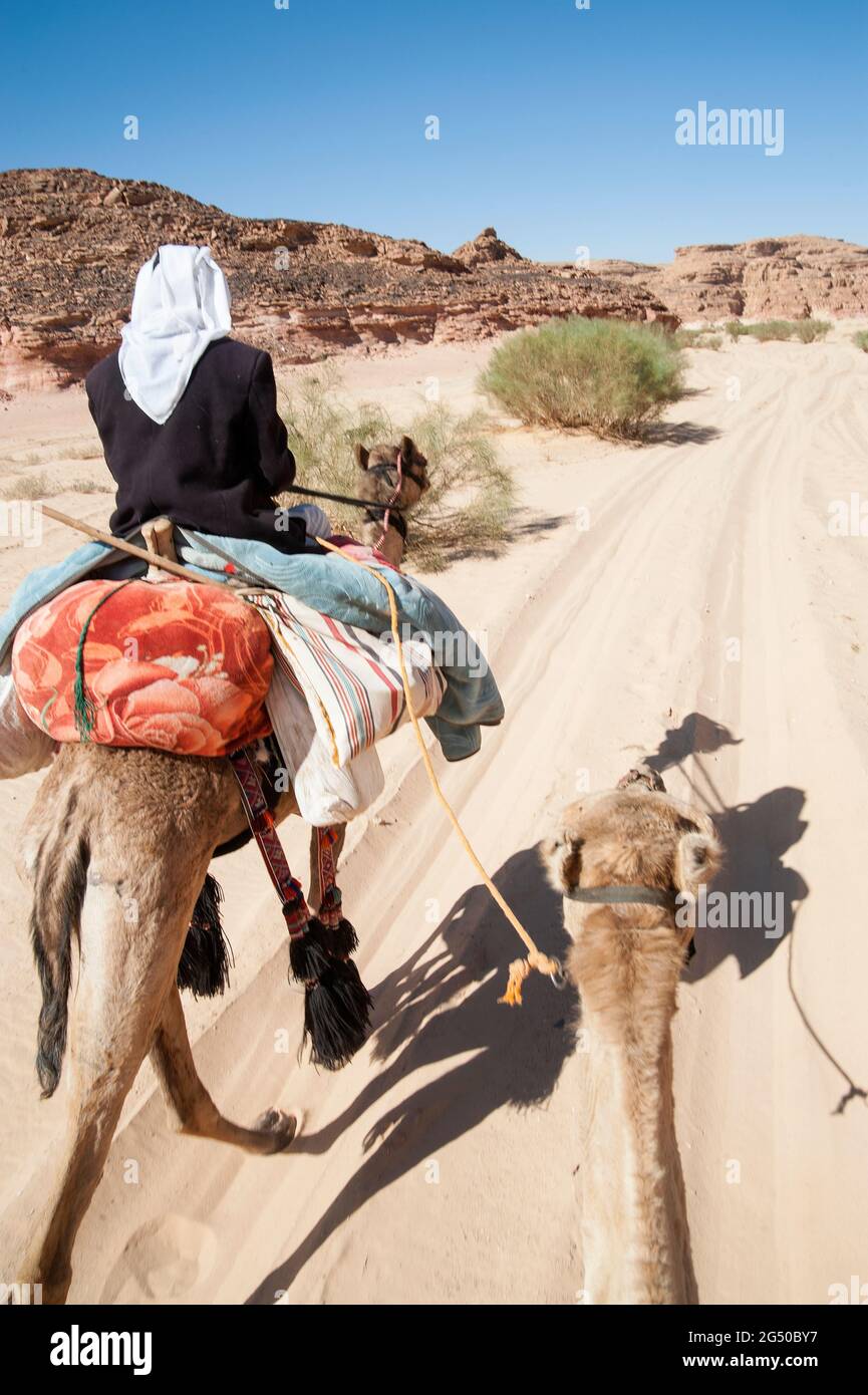 EGYPT, SINAI: Together with Bedouin Soliman Al Ashrab from the Mzaina tribe, 2 camels and 2 dogs did I walk for four days through the desert close to Stock Photo
