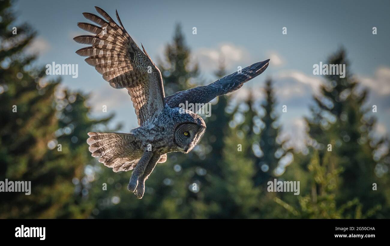Owls in Alberta, Canada Stock Photo Alamy