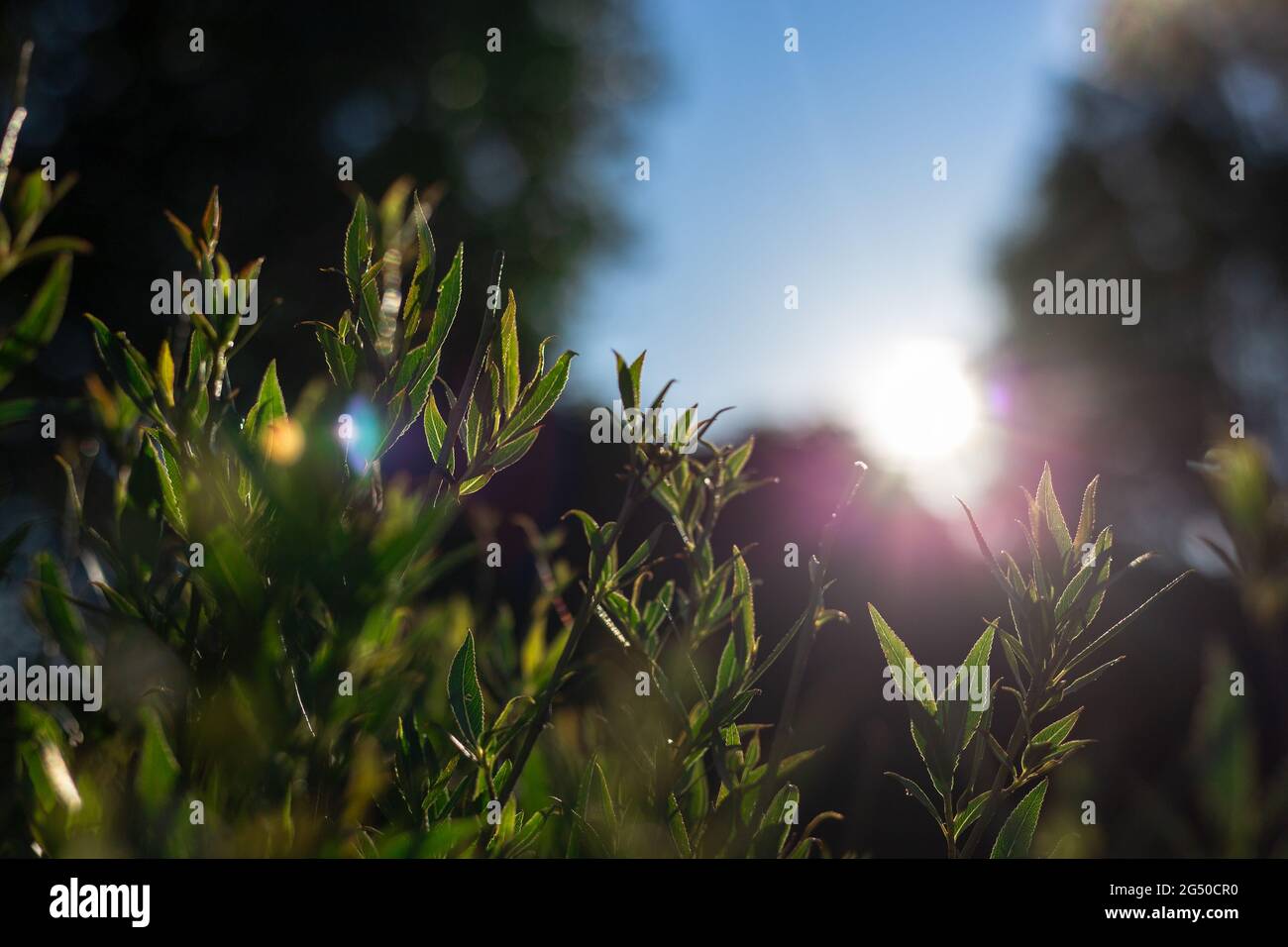 Sun rays pass through transparent hi-res stock photography and images ...