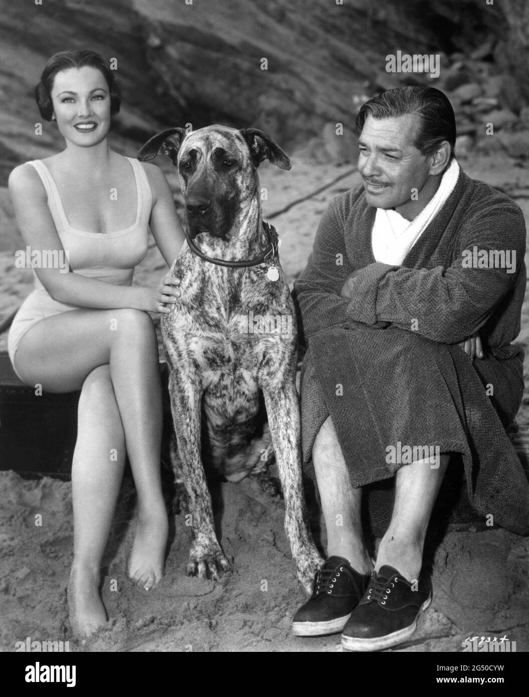GENE TIERNEY and CLARK GABLE location candid posing on beach in Cornwall England with JUNO a Great Dane Dog featured with them in NEVER LET ME GO 1953 director DELMER DAVES from novel Come The Dawn by Paul Winterton producer Clarence Brown Metro Goldwyn Mayer Stock Photo