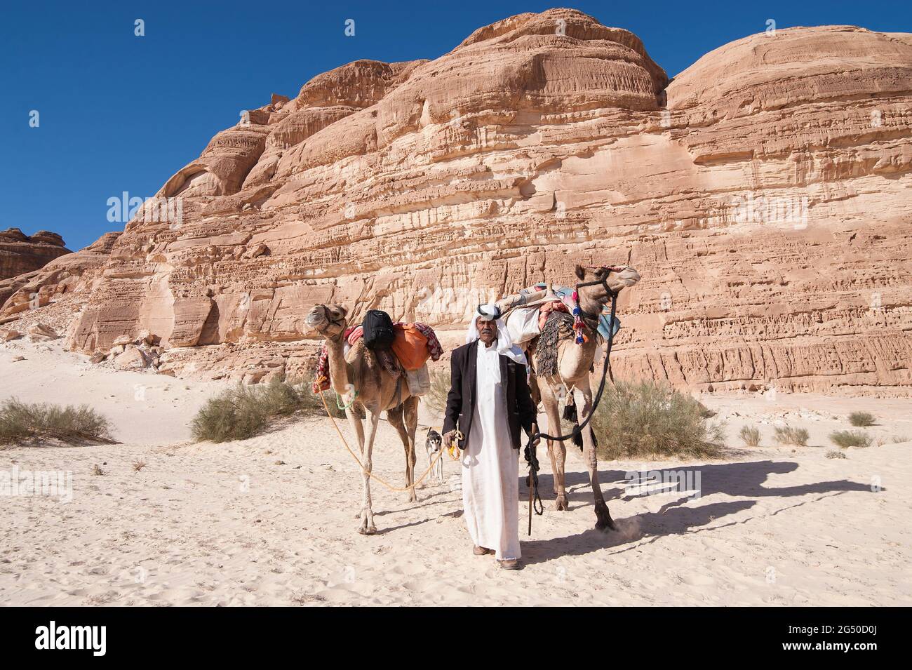 EGYPT, SINAI: Together with Bedouin Soliman Al Ashrab from the Mzaina tribe, 2 camels and 2 dogs did I walk for four days through the desert close to Stock Photo