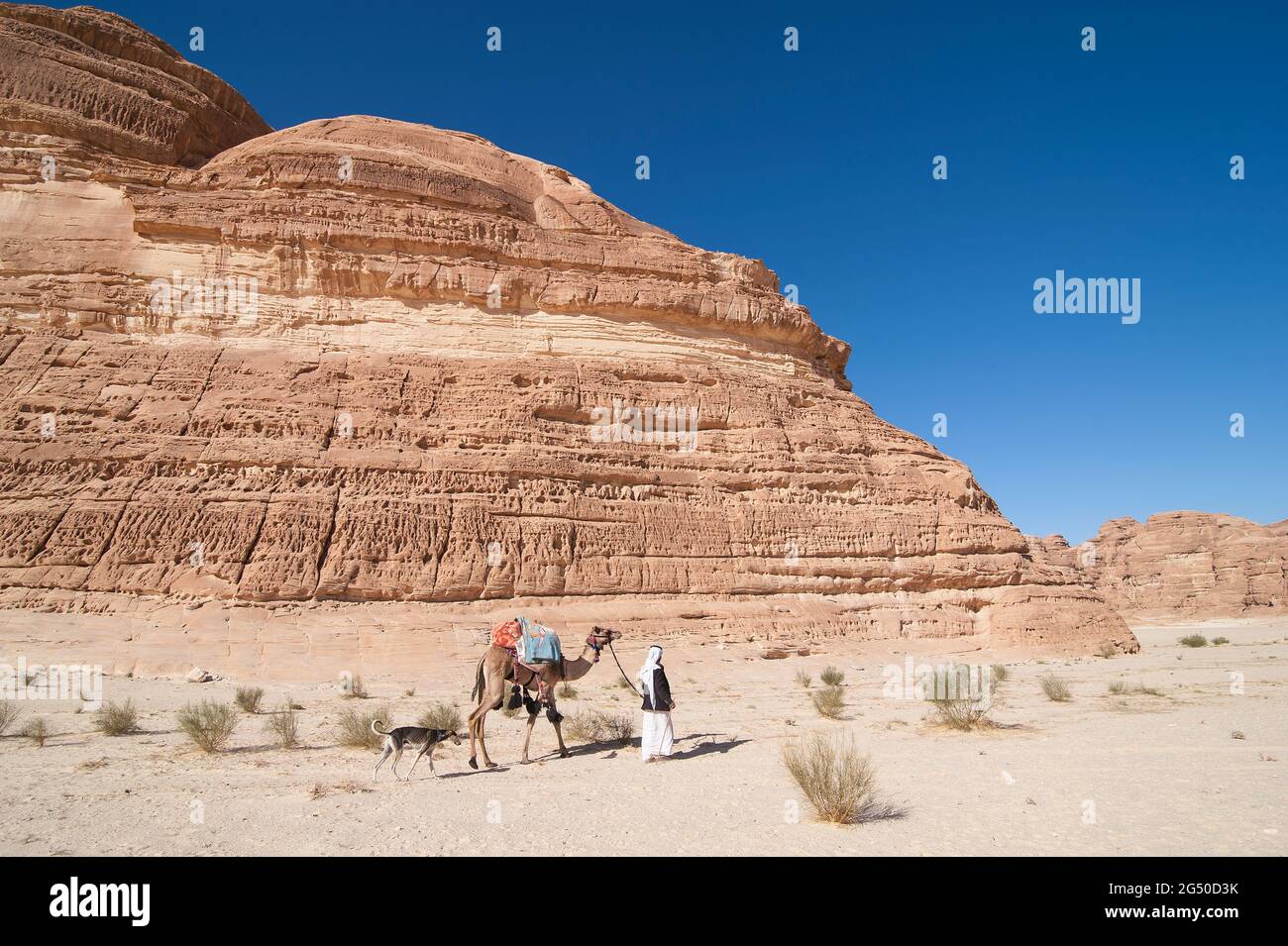EGYPT, SINAI: Together with Bedouin Soliman Al Ashrab from the Mzaina tribe, 2 camels and 2 dogs did I walk for four days through the desert close to Stock Photo
