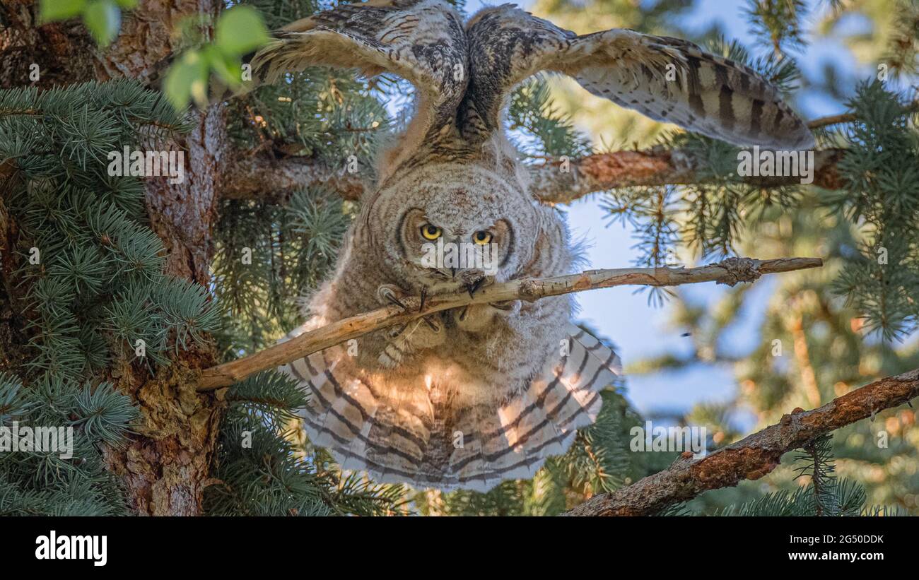 Owls in Alberta, Canada Stock Photo Alamy