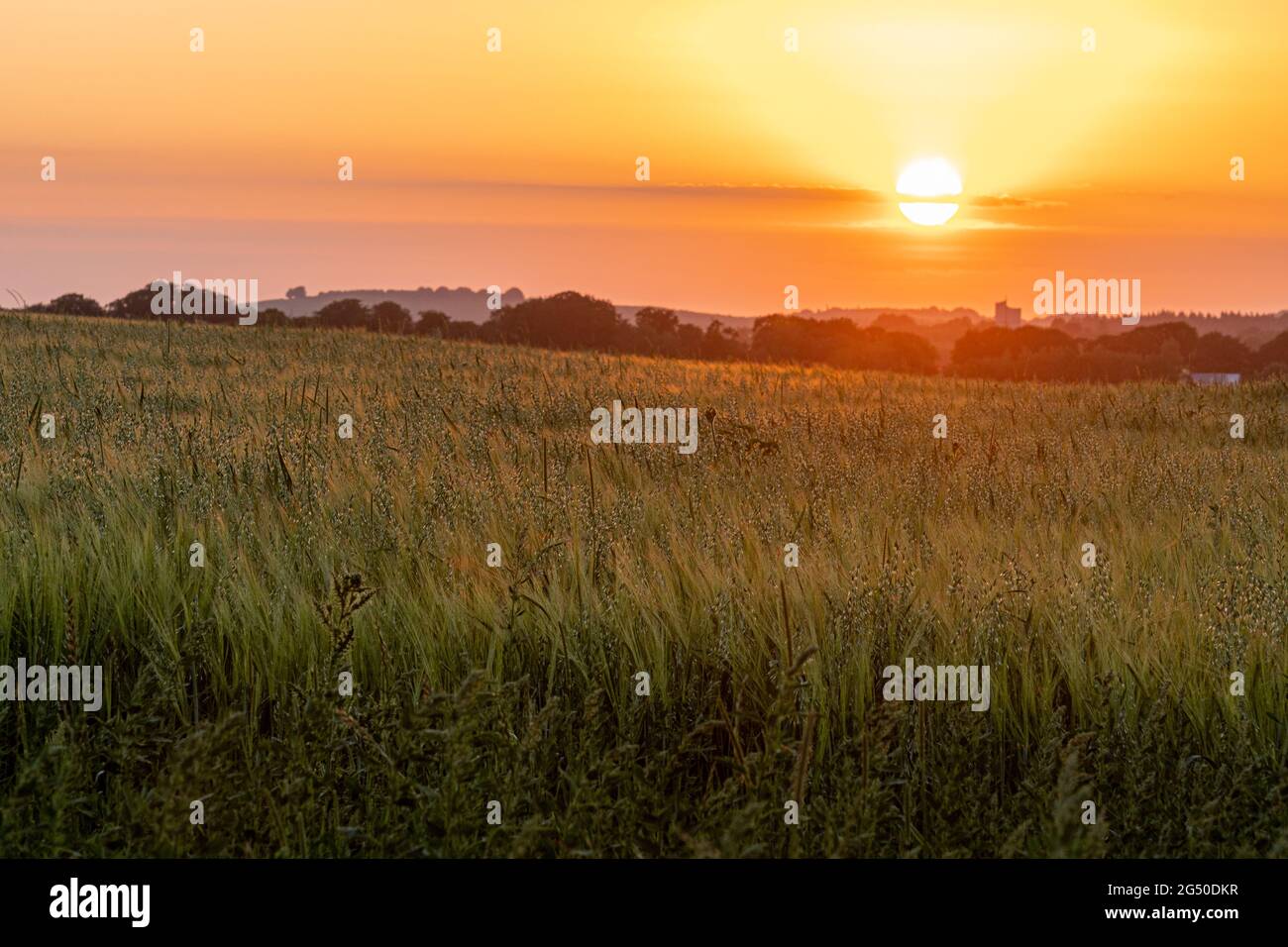 Sunset over a corn field near Stockbridge in Hampshire, England, UK, during summer Stock Photo