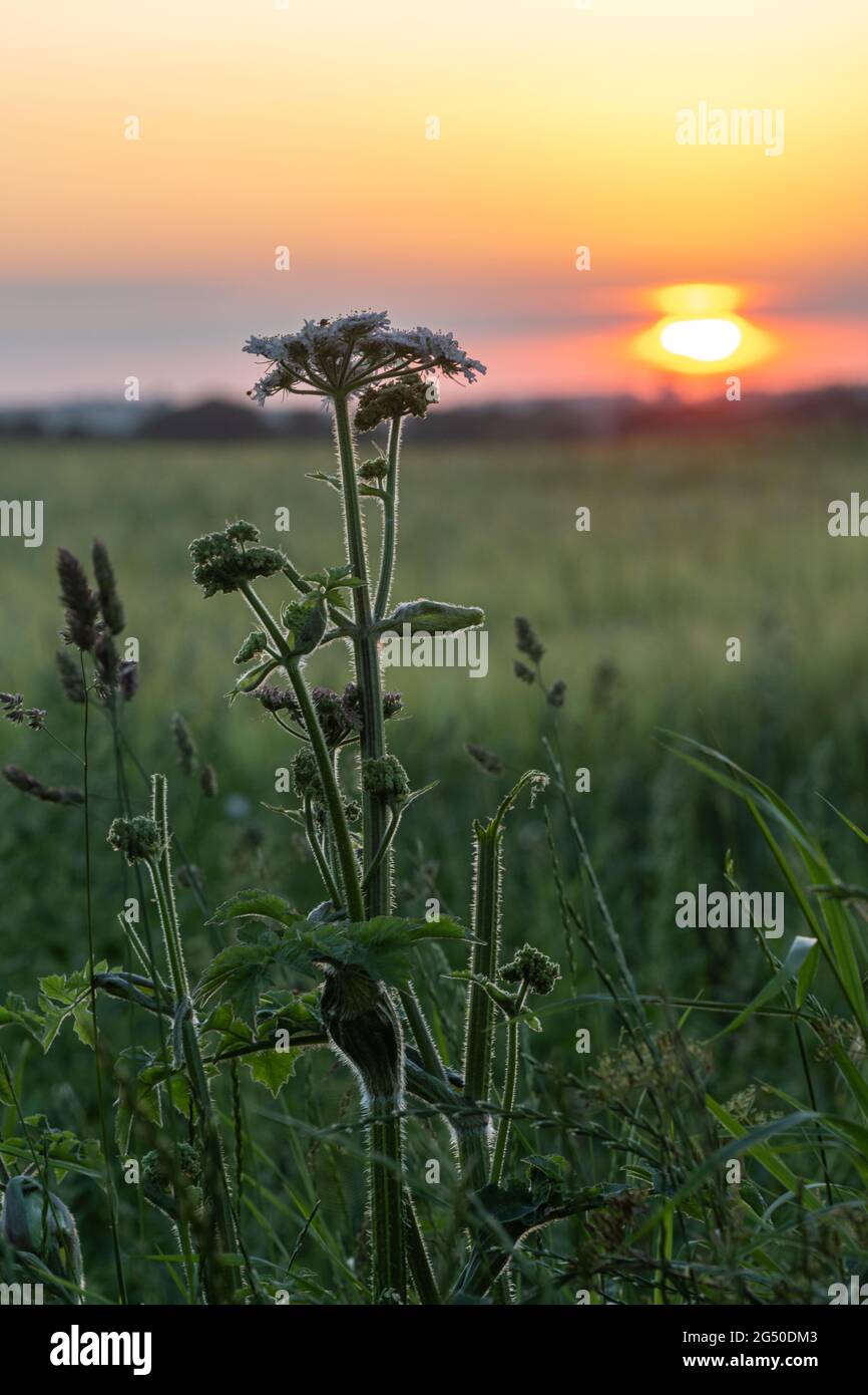 Sunset over a corn field near Stockbridge in Hampshire, England, UK, during summer Stock Photo
