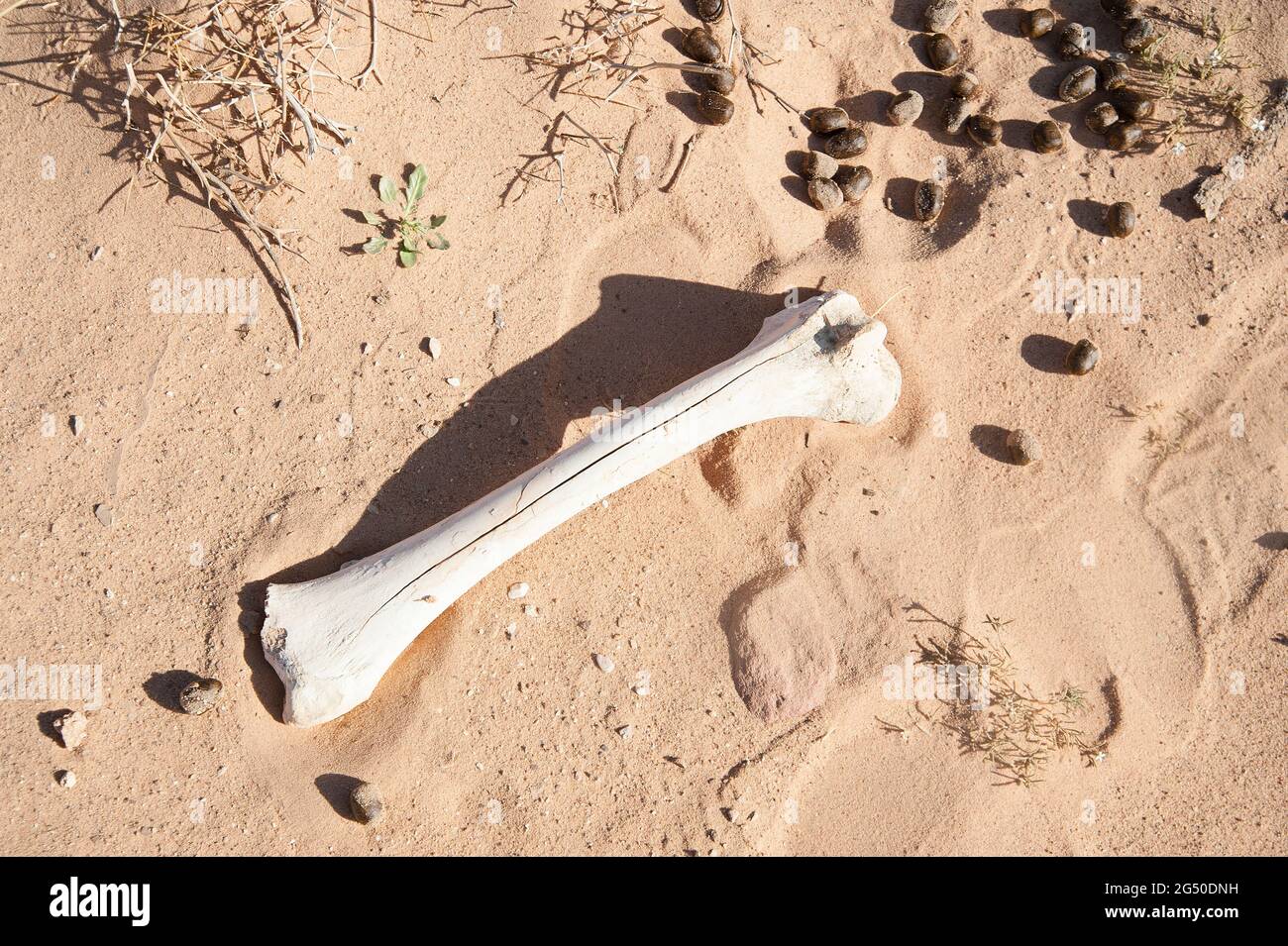 EGYPT, SINAI: Together with Bedouin Soliman Al Ashrab from the Mzaina tribe, 2 camels and 2 dogs did I walk for four days through the desert close to Stock Photo