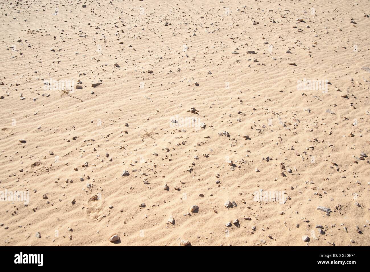 EGYPT, SINAI: Together with Bedouin Soliman Al Ashrab from the Mzaina tribe, 2 camels and 2 dogs did I walk for four days through the desert close to Stock Photo