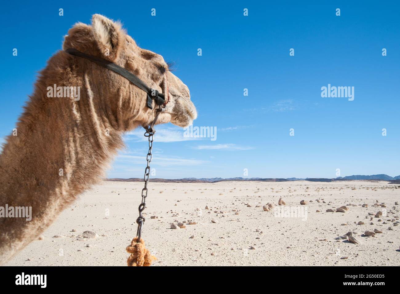EGYPT, SINAI: Together with Bedouin Soliman Al Ashrab from the Mzaina tribe, 2 camels and 2 dogs did I walk for four days through the desert close to Stock Photo