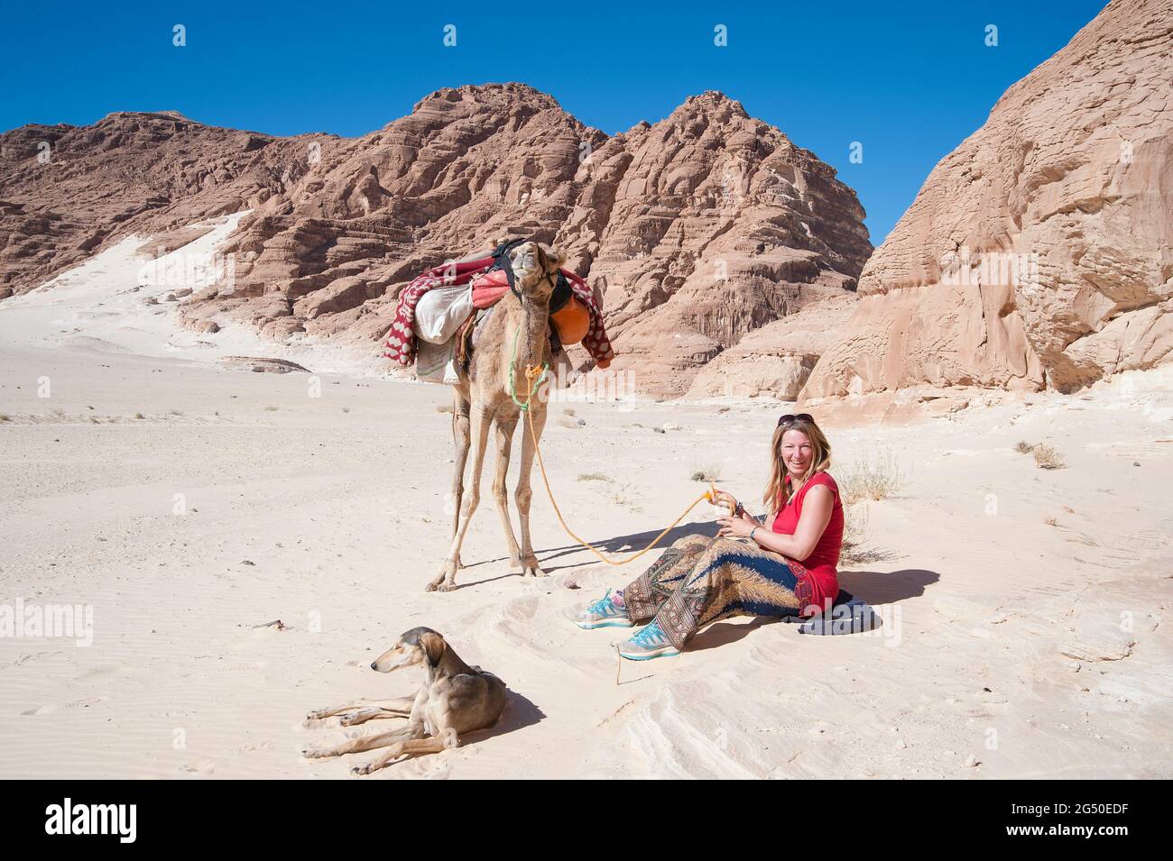 EGYPT, SINAI: Together with Bedouin Soliman Al Ashrab from the Mzaina tribe, 2 camels and 2 dogs did I walk for four days through the desert close to Stock Photo