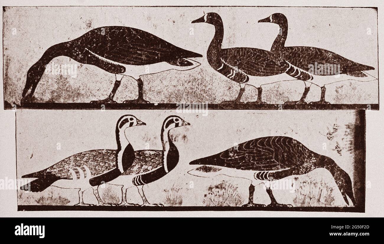 Ancient Egypt. Old Kingdom. Painting of geese from an Old Kingdom tomb at Medum. 1912 book illustration Stock Photo