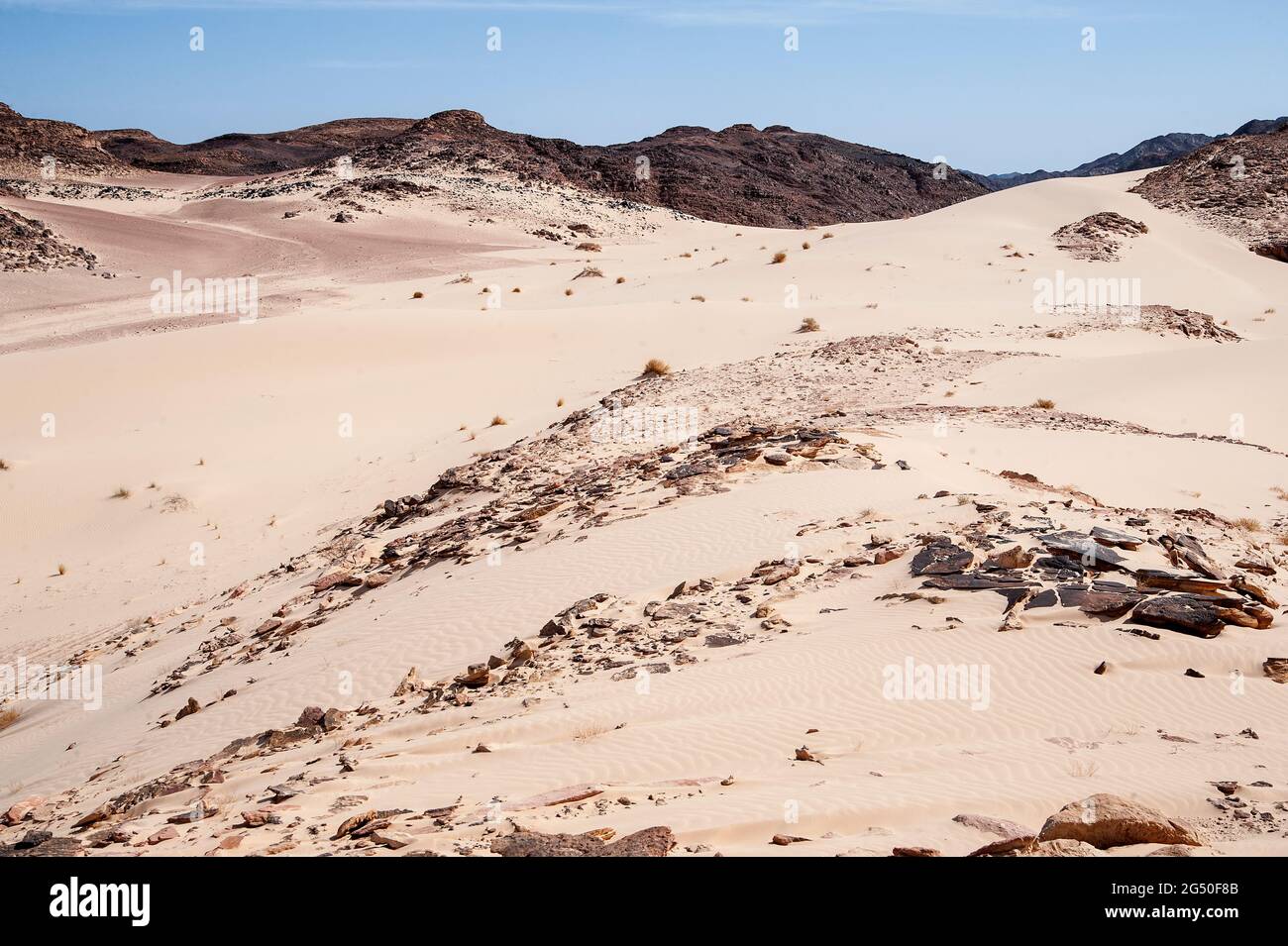 EGYPT, SINAI: Together with Bedouin Soliman Al Ashrab from the Mzaina tribe, 2 camels and 2 dogs did I walk for four days through the desert close to Stock Photo