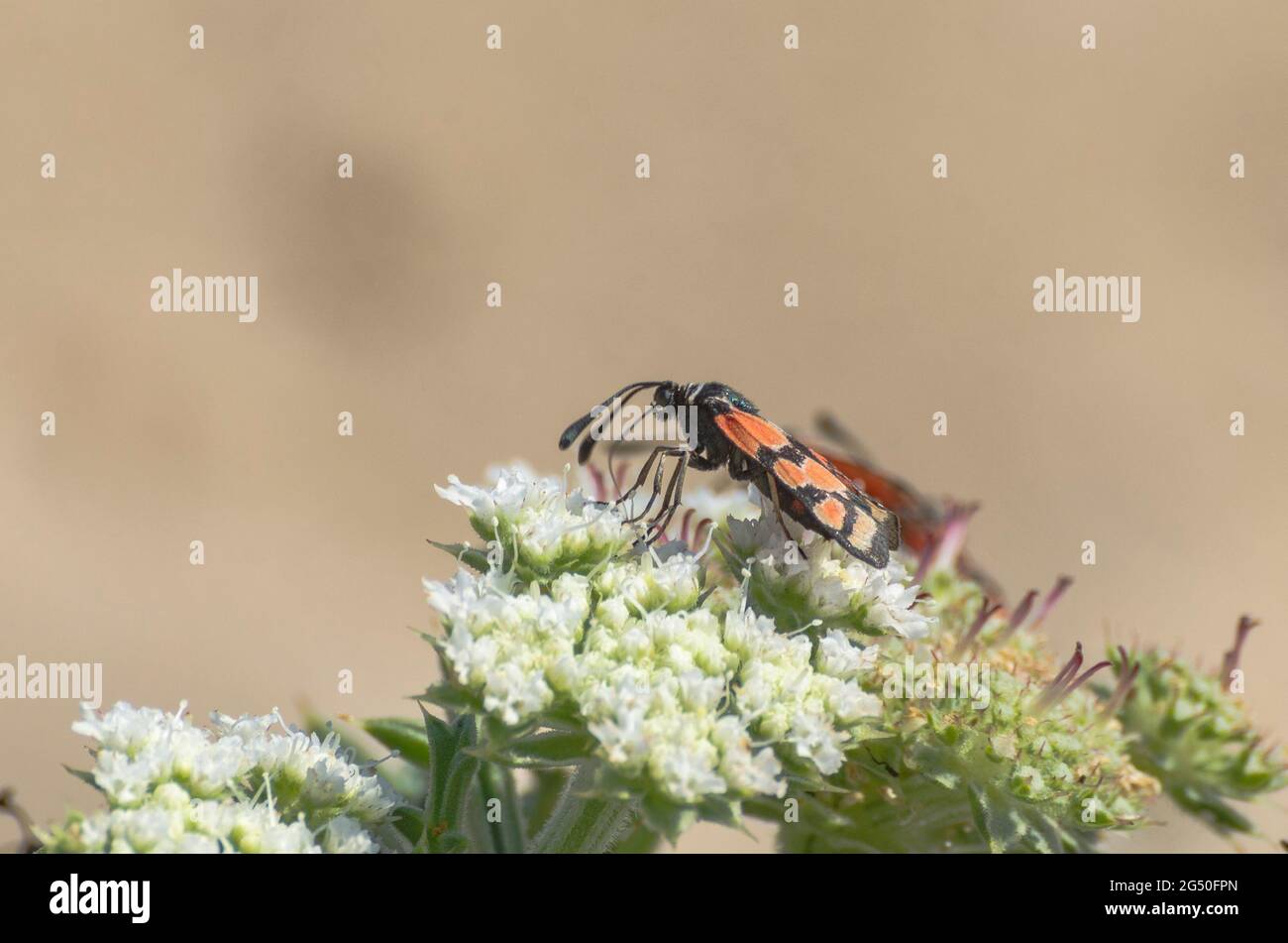 Specimen of butterfly Zygaena Filipendulae in the foreground above a flower Stock Photo