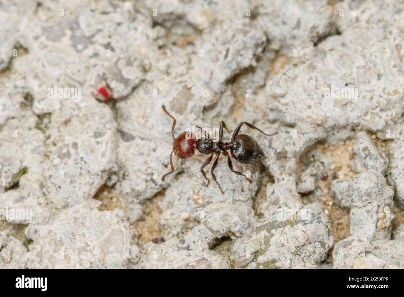 Ant in the foreground on the wall of a wall Stock Photo