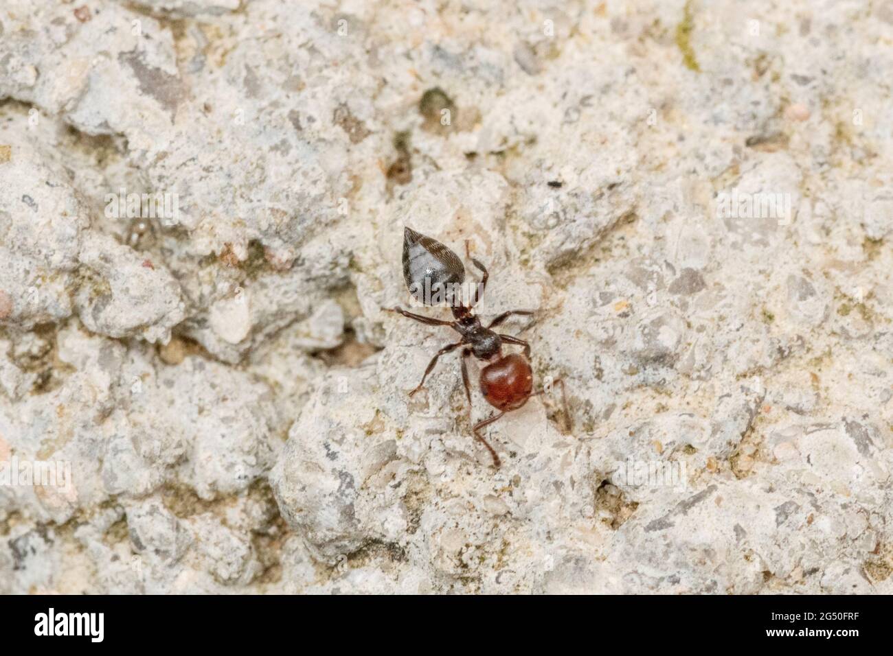Ant in the foreground on the wall of a wall Stock Photo