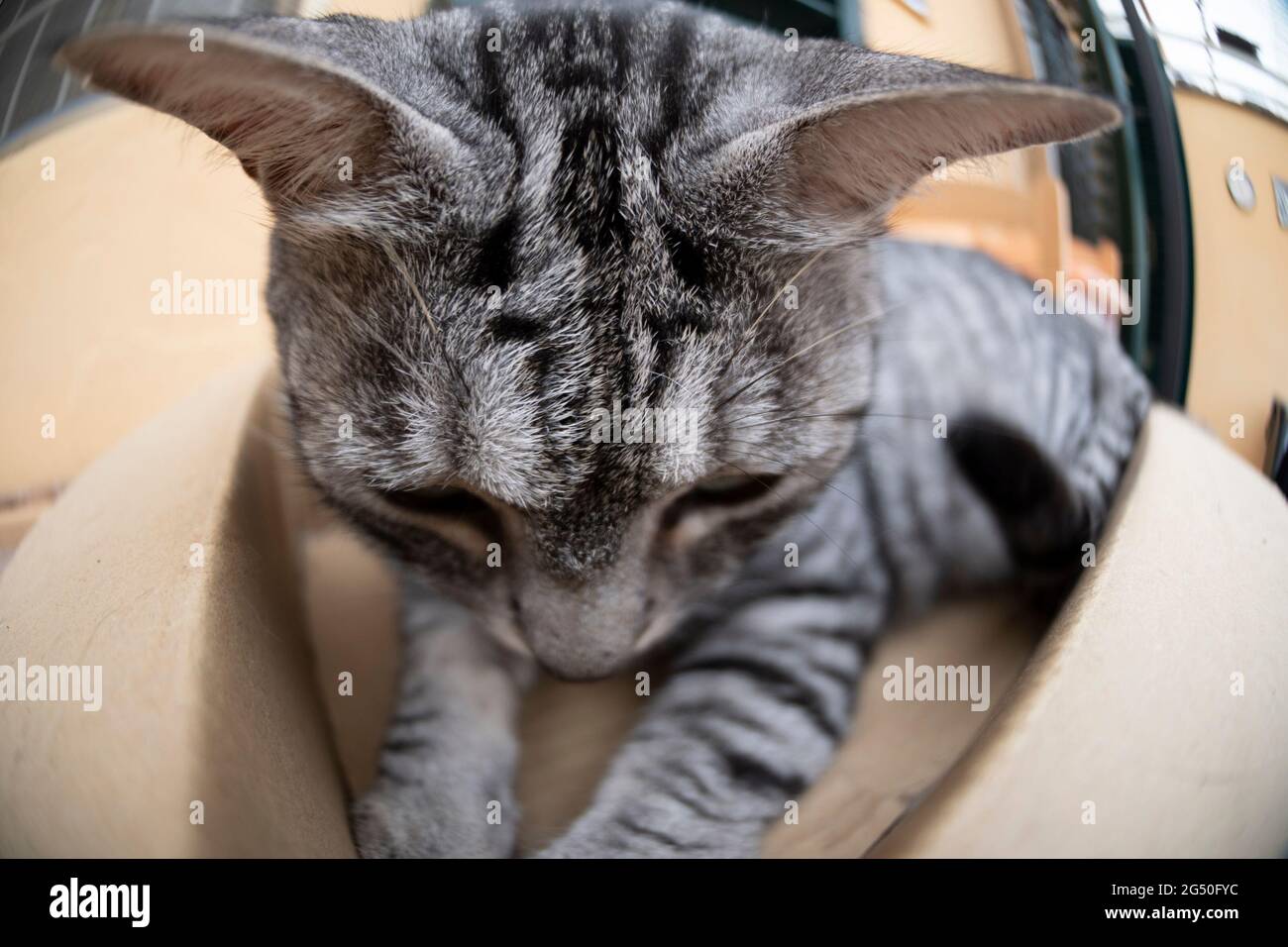 Funny cat inside a cardboard box Stock Photo