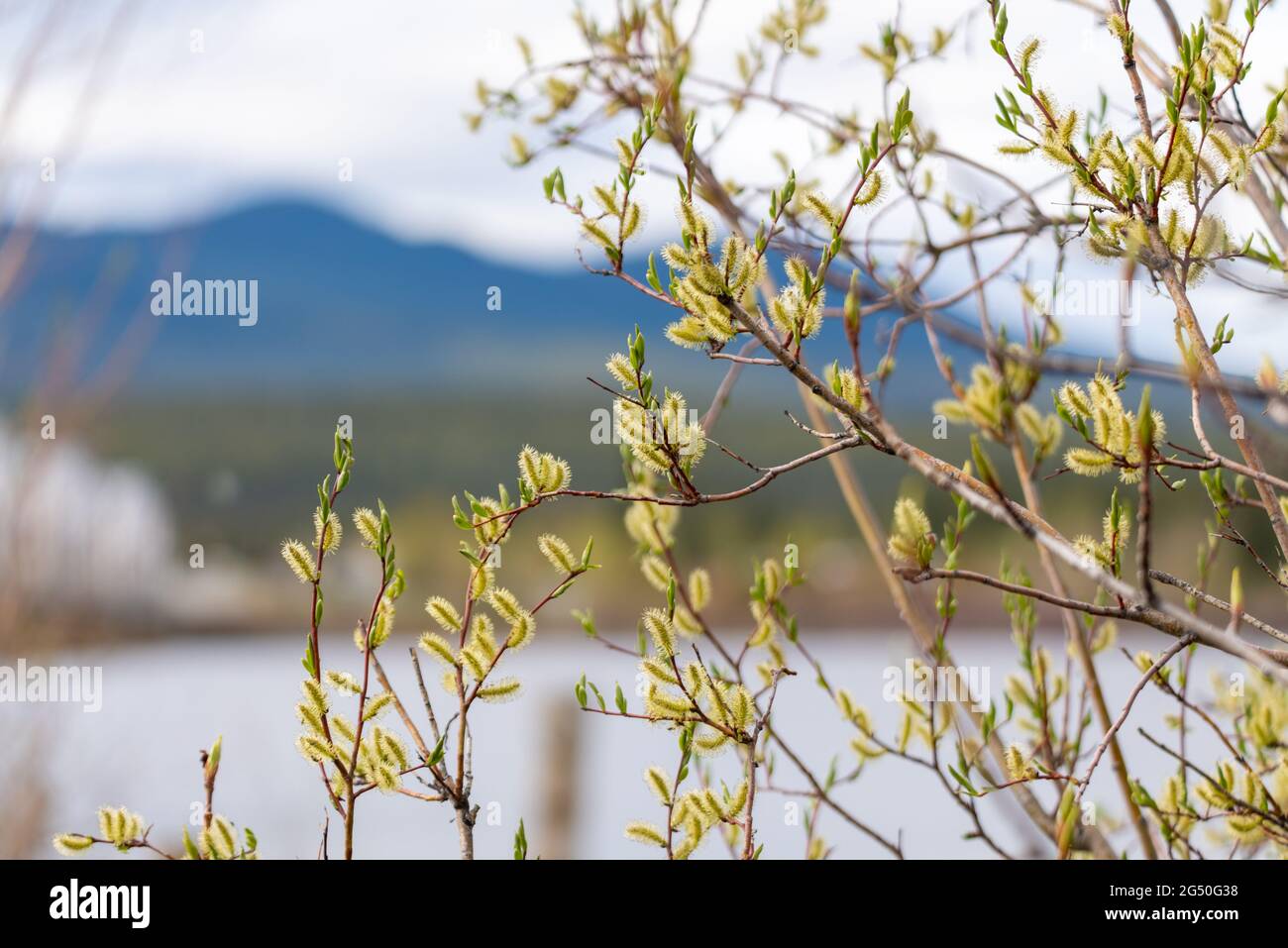Close up of a Creeping Willow plant, bush seen in early spring bloom with blurred mountains in the background. Salix repens with bright green colors. Stock Photo