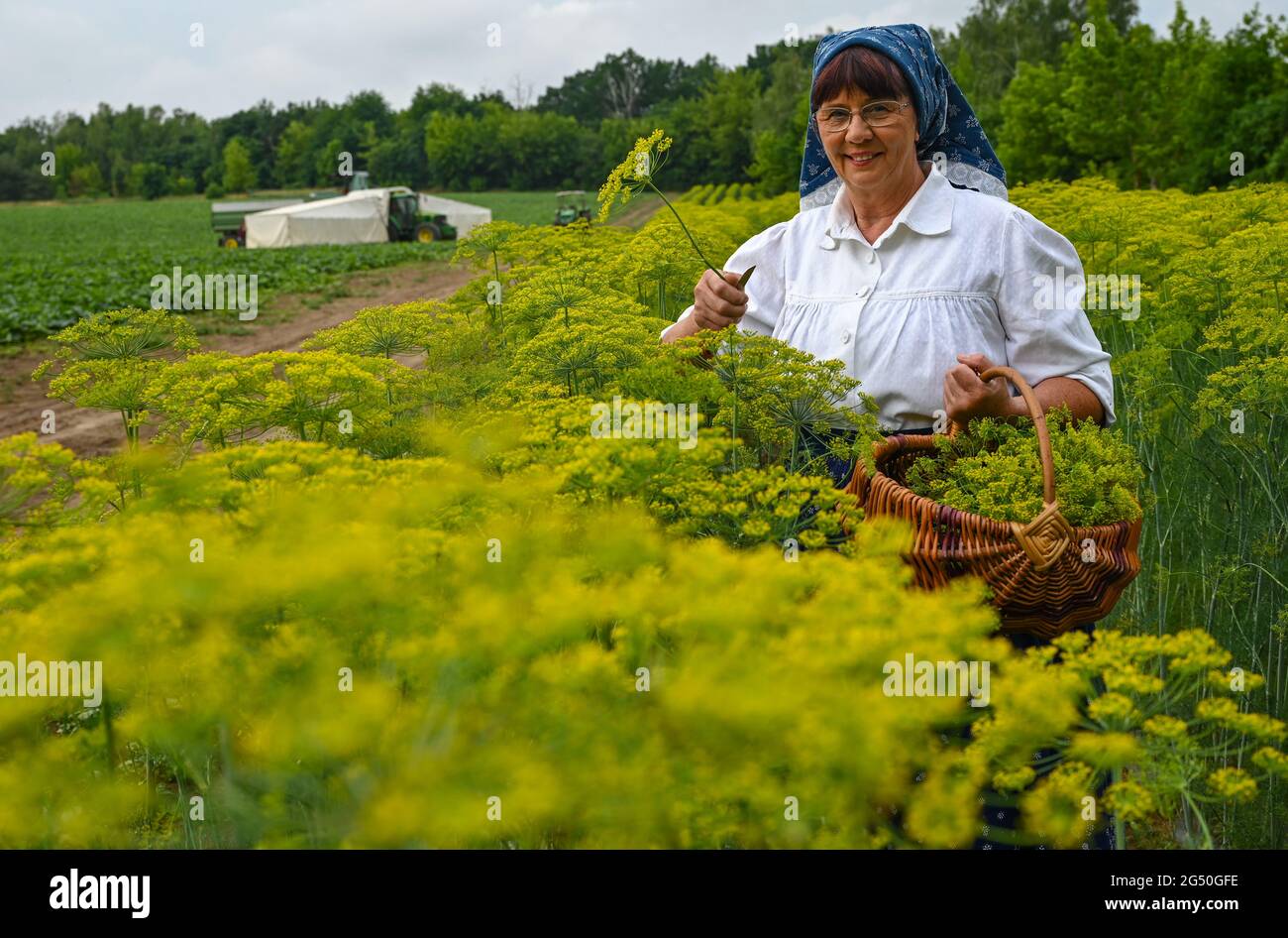 24 June 2021, Brandenburg, Steinreich: Gisela Christl (Spreewald Christl) stands in Sorbian-Wendish working costume on the sidelines of a press conference for the start of the Spreewald cucumber harvest between flowering dill plants from the Frehn cucumber farm. The Spreewaldverein e.V. and the vegetable growing and processing companies gave the starting signal for the cucumber harvest today. This year the start of the harvest was delayed by a good two weeks, similar to the year before. This was due to very cold temperatures in April and May. In total, cucumbers will be grown by Spreewald farm Stock Photo