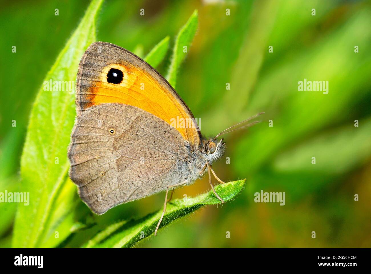Turkish meadow brown, Maniola telmessia, butterfly Stock Photo