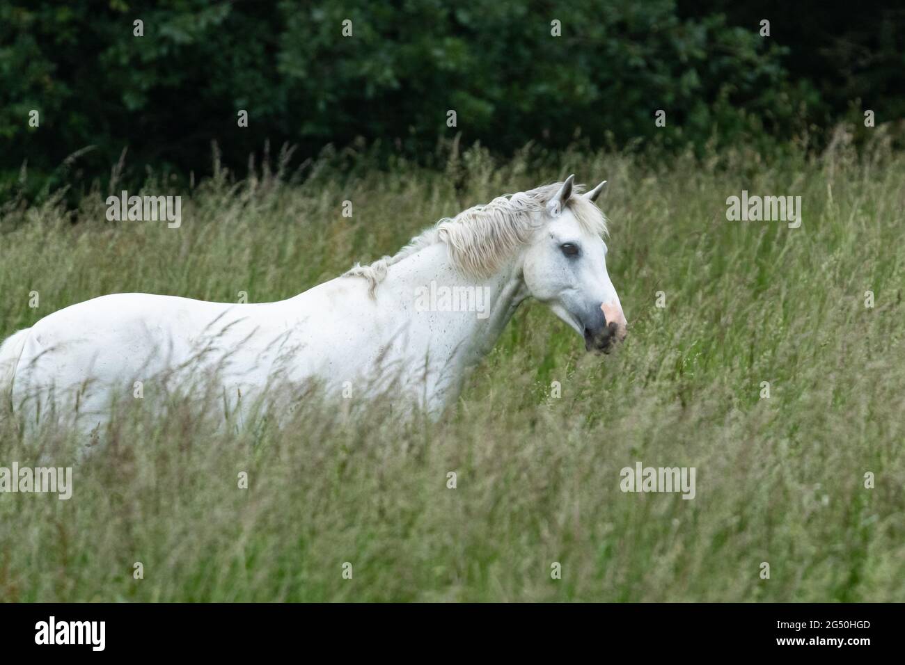 A white horse in a grazing field Stock Photo - Alamy